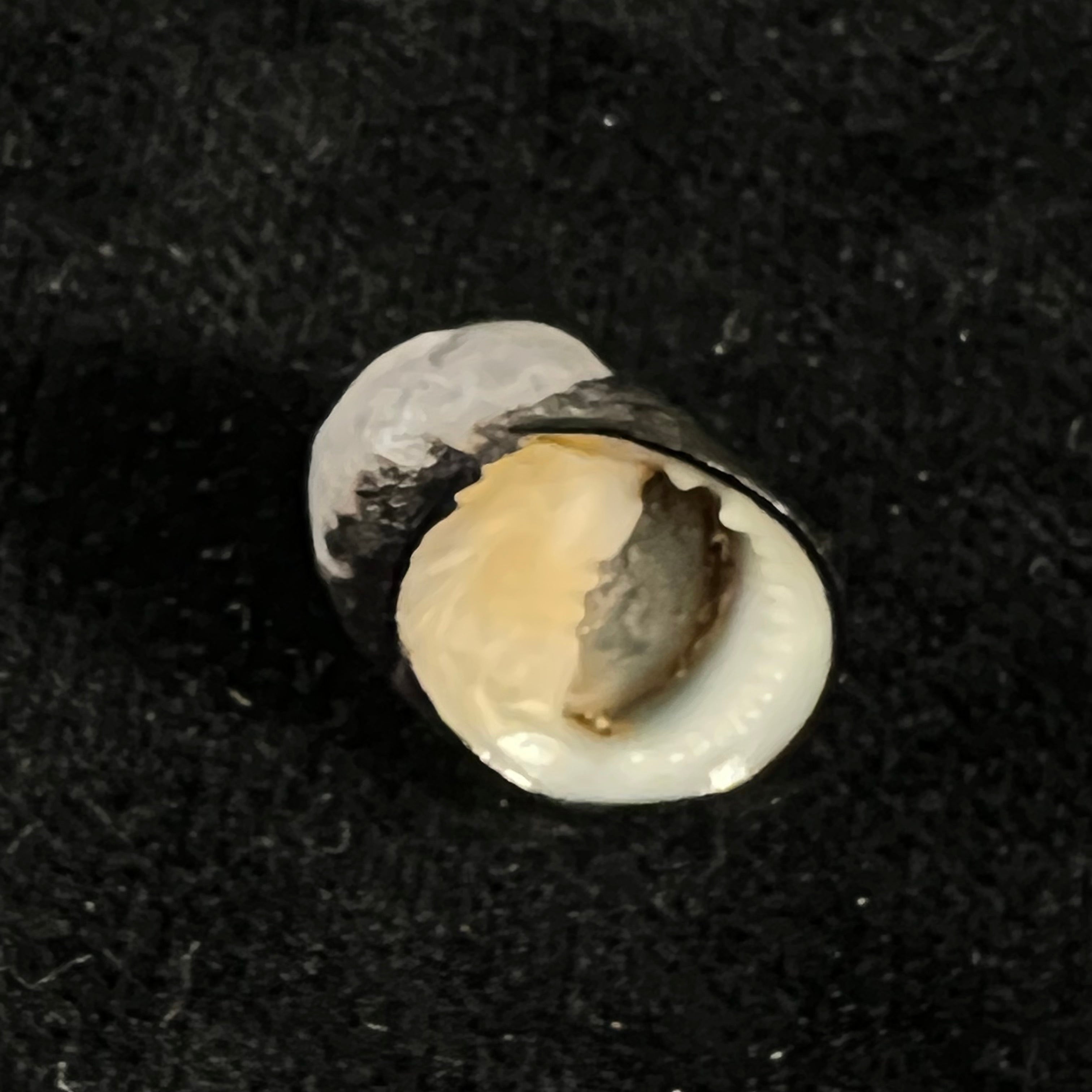 Nerita senegalensis Gmelin, 1791 - 20,1mm