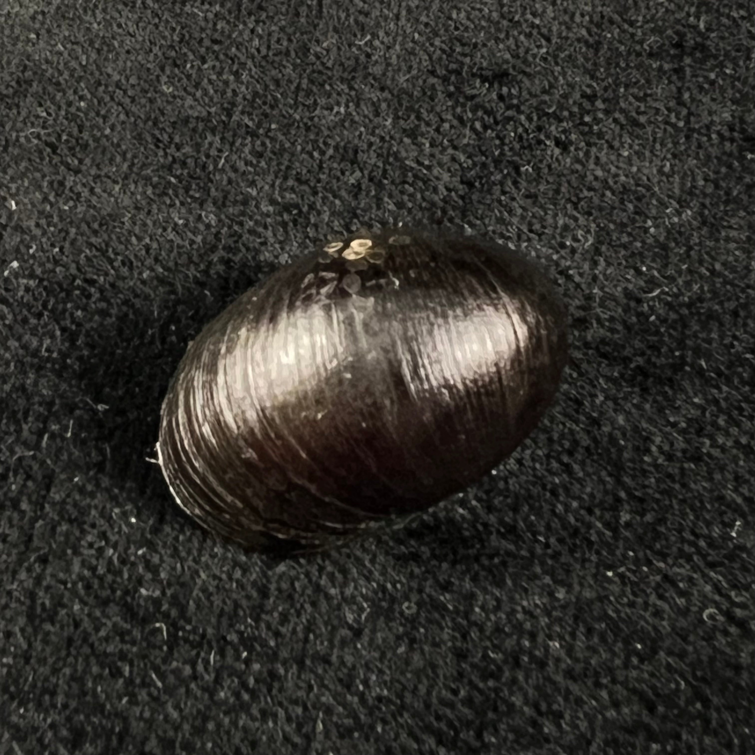 Neritina pulligera (林奈, 1767) - 26,1mm
