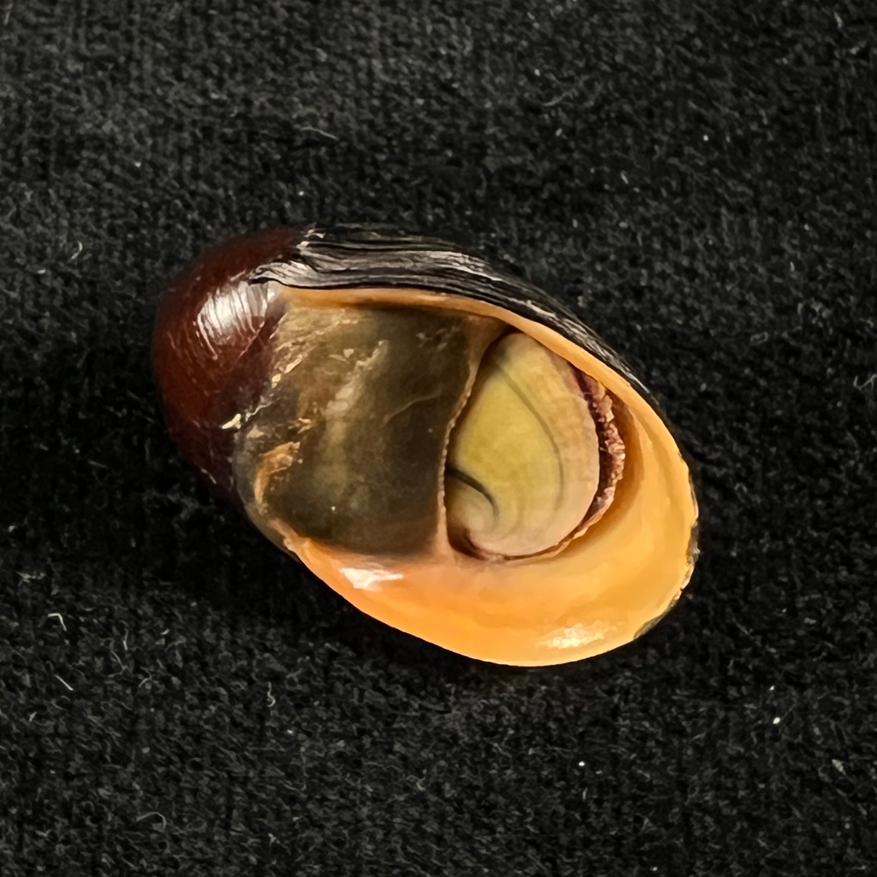 Neritina pulligera (林奈, 1767) - 26,1mm