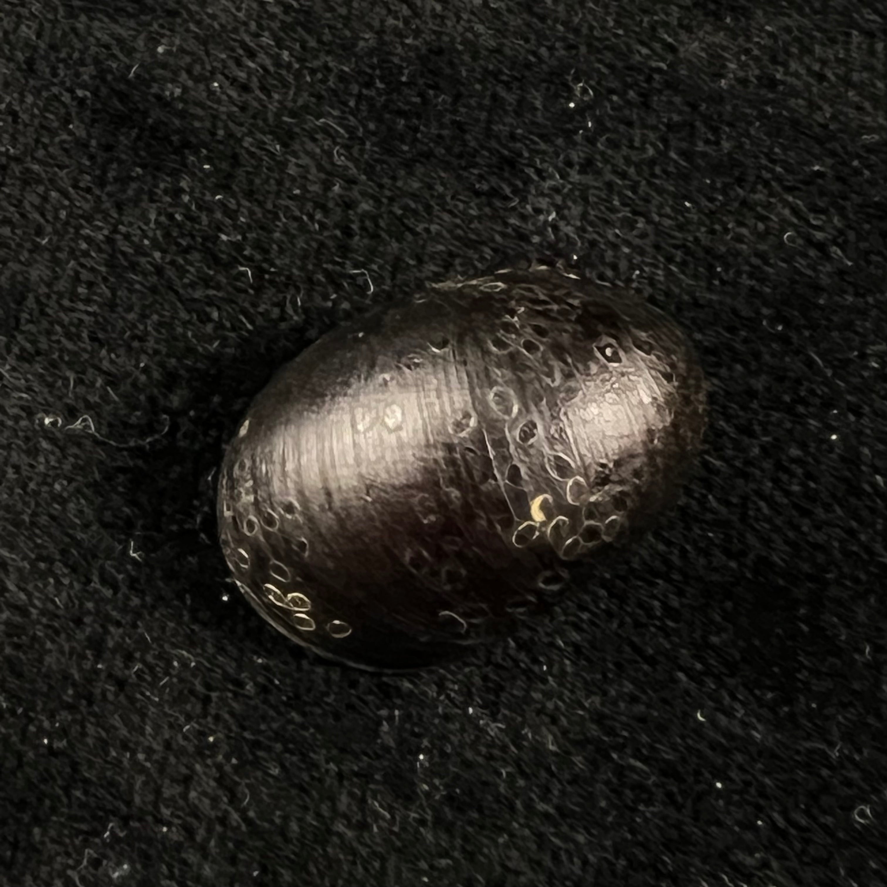 Neritina pulligera (林奈, 1767) - 26,5mm