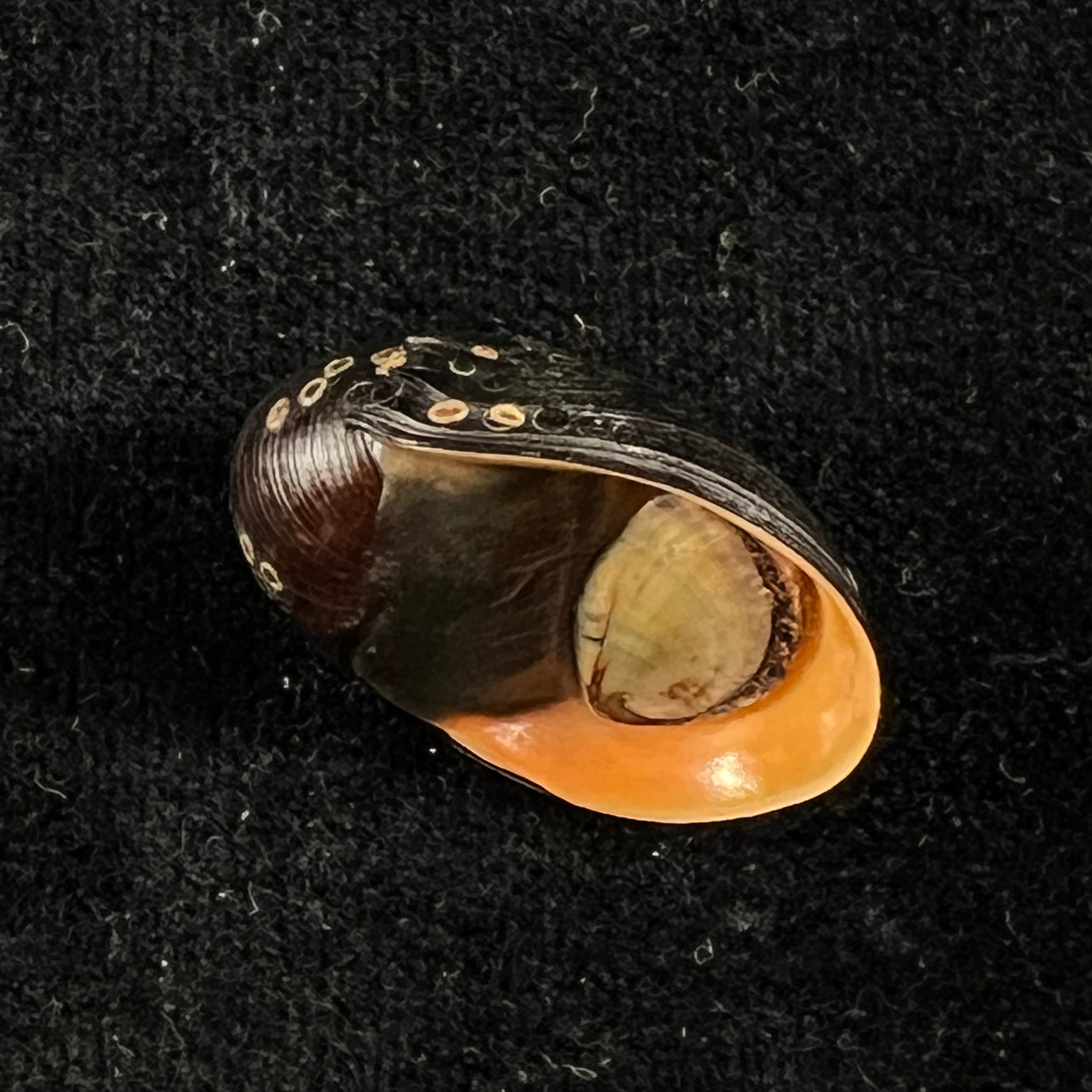 Neritina pulligera (林奈, 1767) - 26,5mm