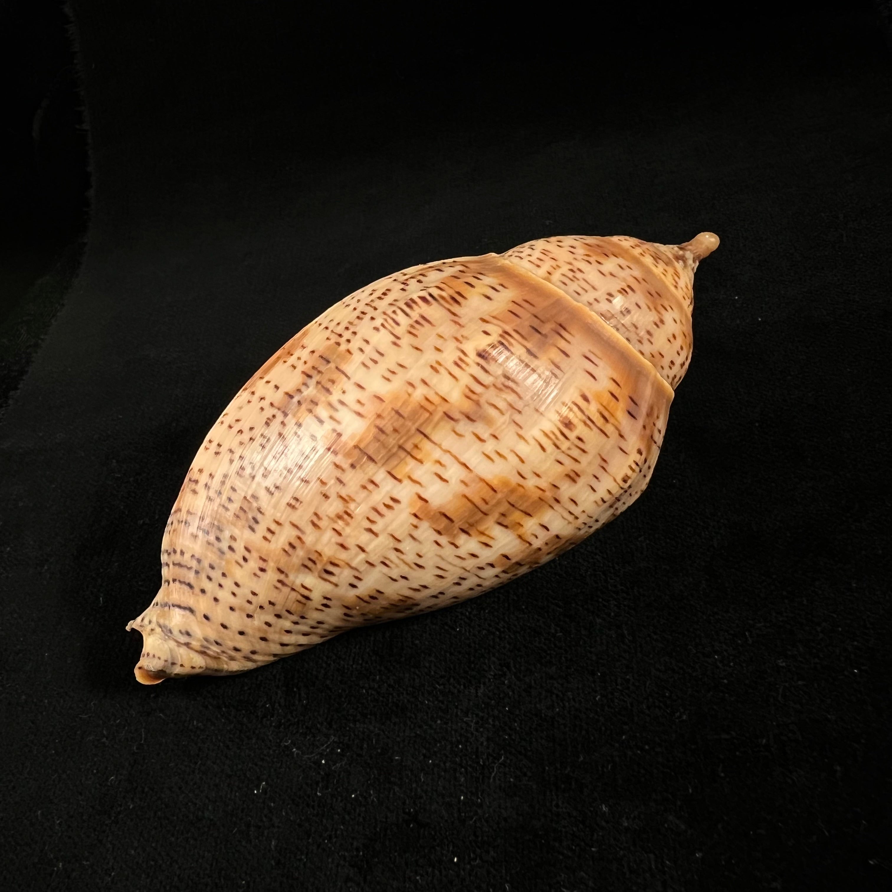 Harpulina lapponica (Linnaeus, 1767) - 109,8mm