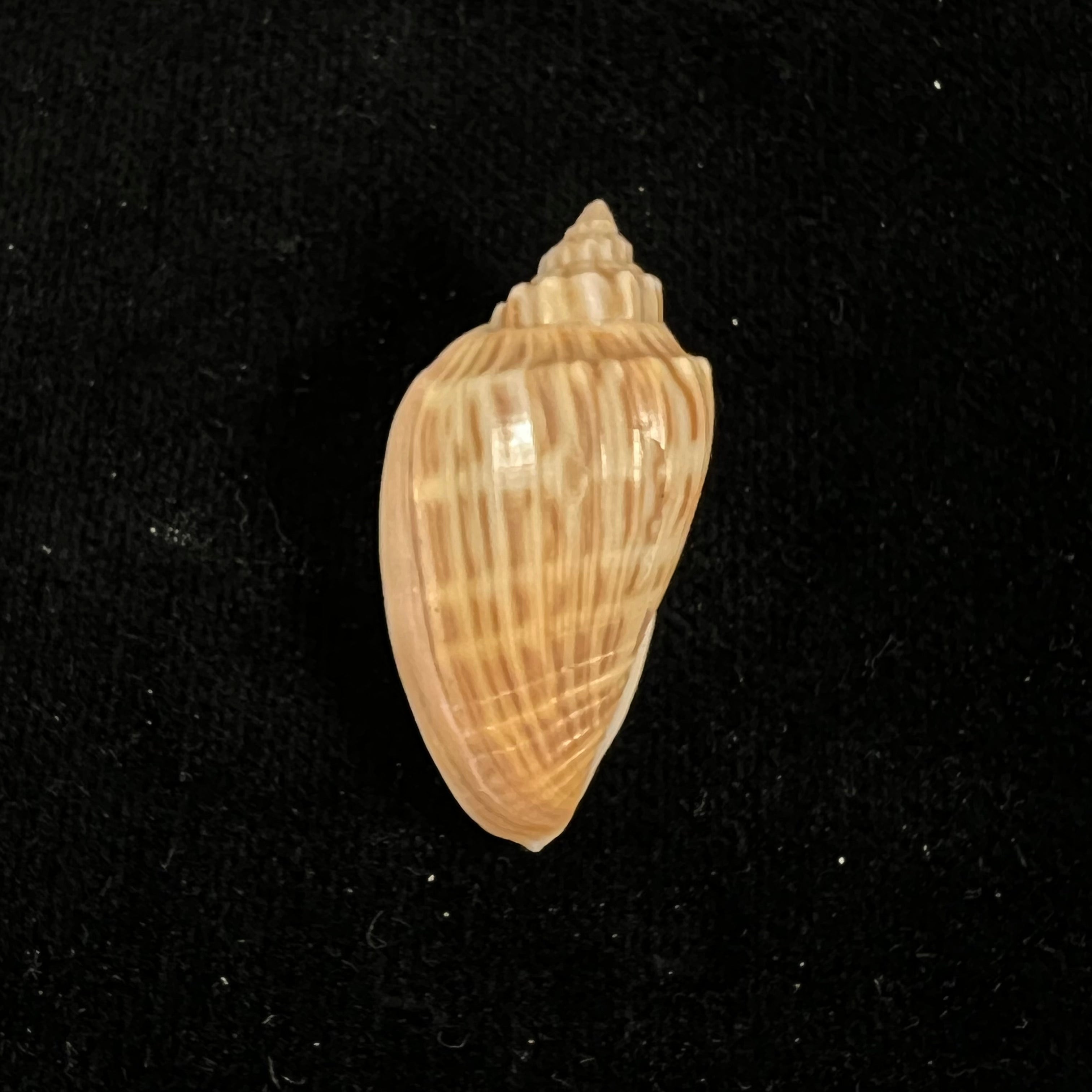 Afriathleta semirrugata vijoenae S. Veldsman & J. Velsman, 2022 - 35,7mm