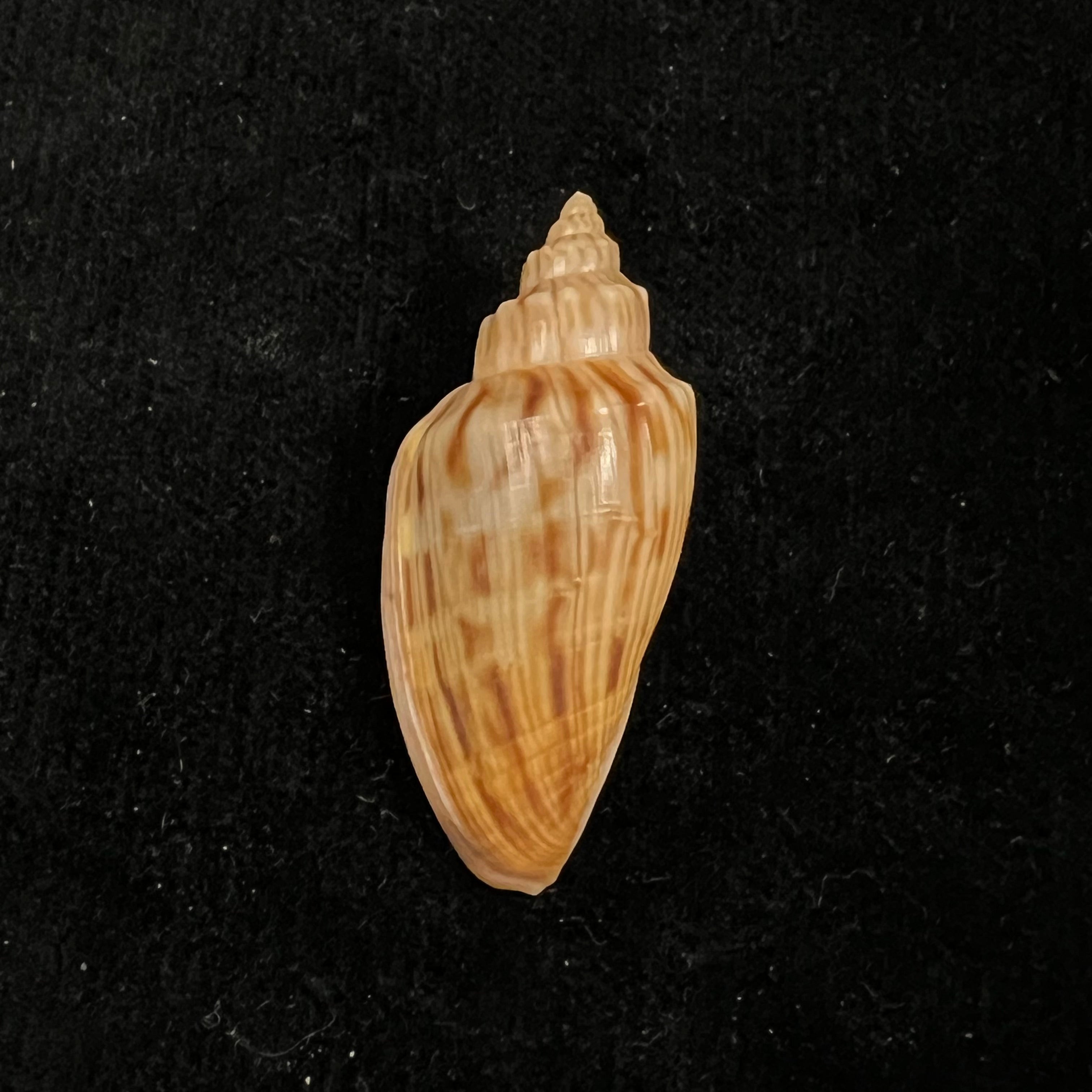 Afriathleta semirrugata trixiae S. Veldsman & J. Velsman, 2022 - 42,1mm