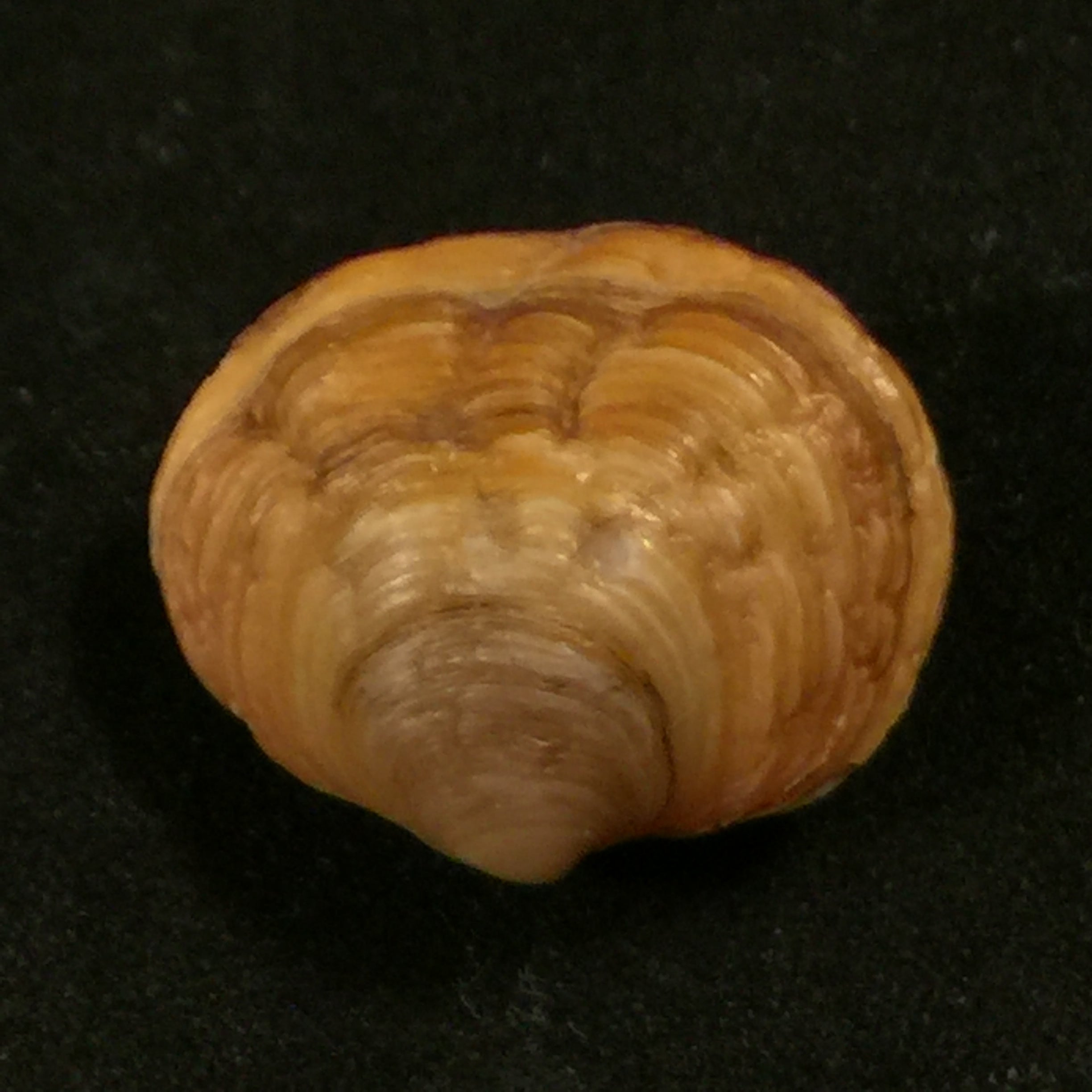 Ungulina cuneata (Spengler, 1798)