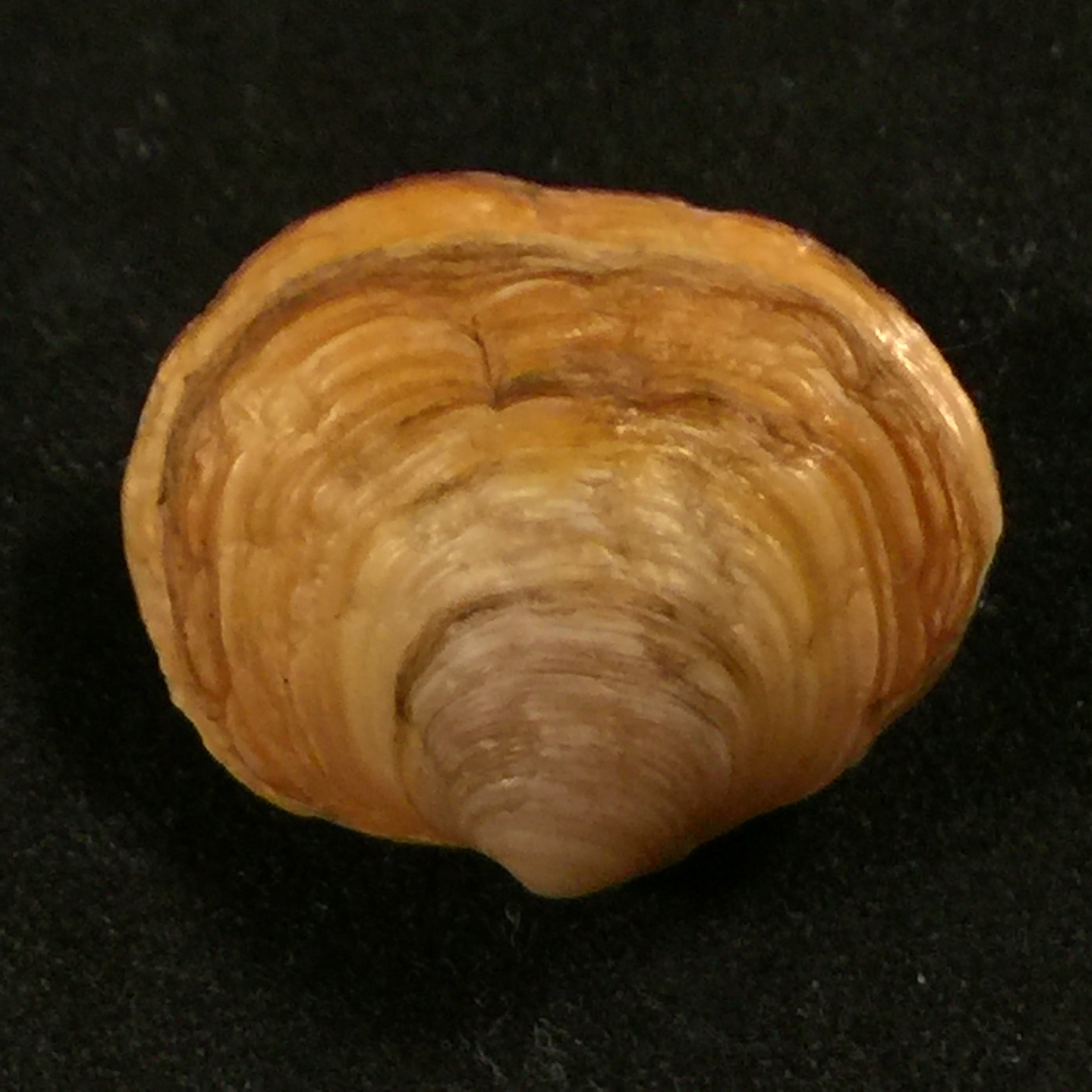 Ungulina cuneata (Spengler, 1798)