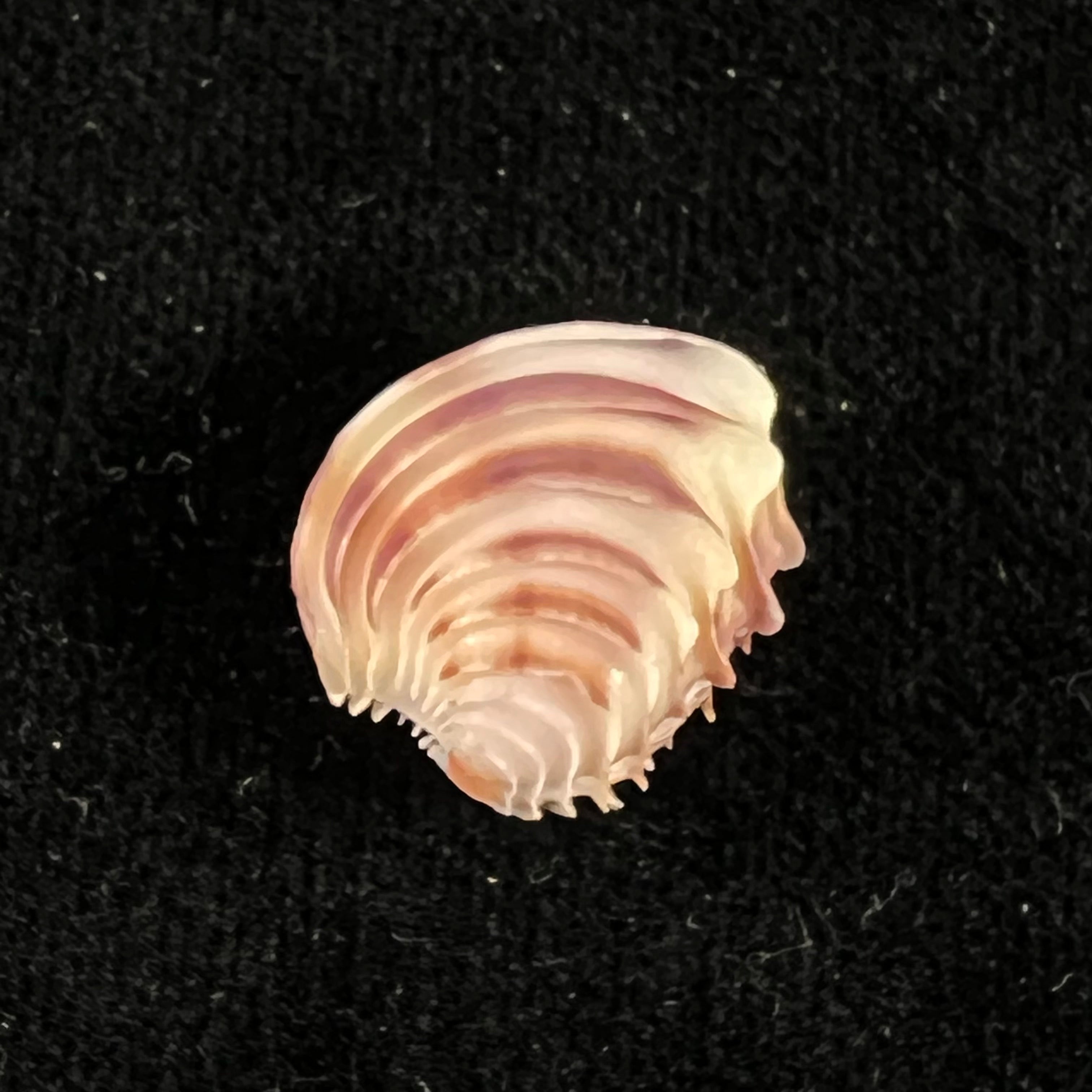 Placamen 头饰 (Dillwyn, 1817) - 16,1mm
