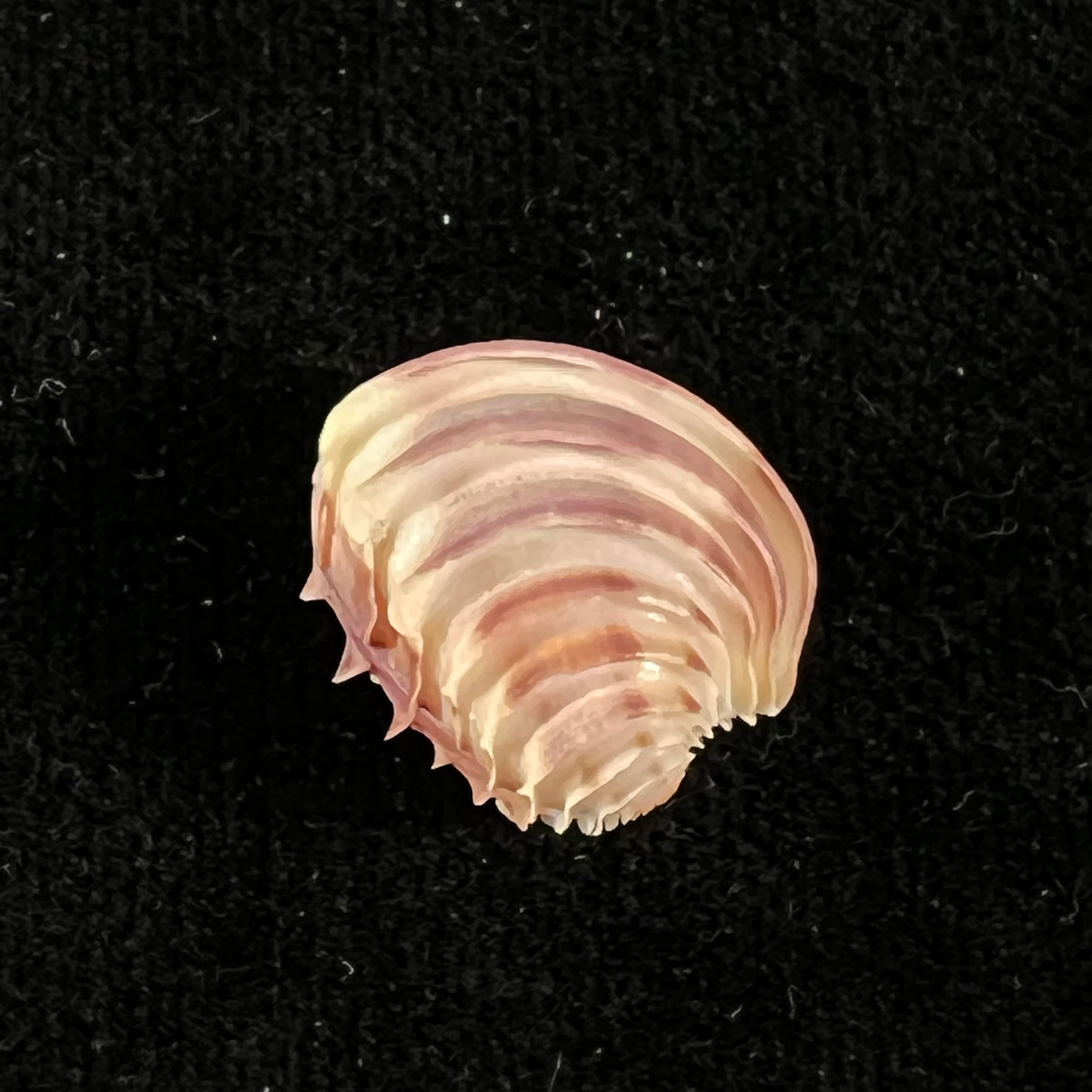 Placamen 头饰 (Dillwyn, 1817) - 16,1mm