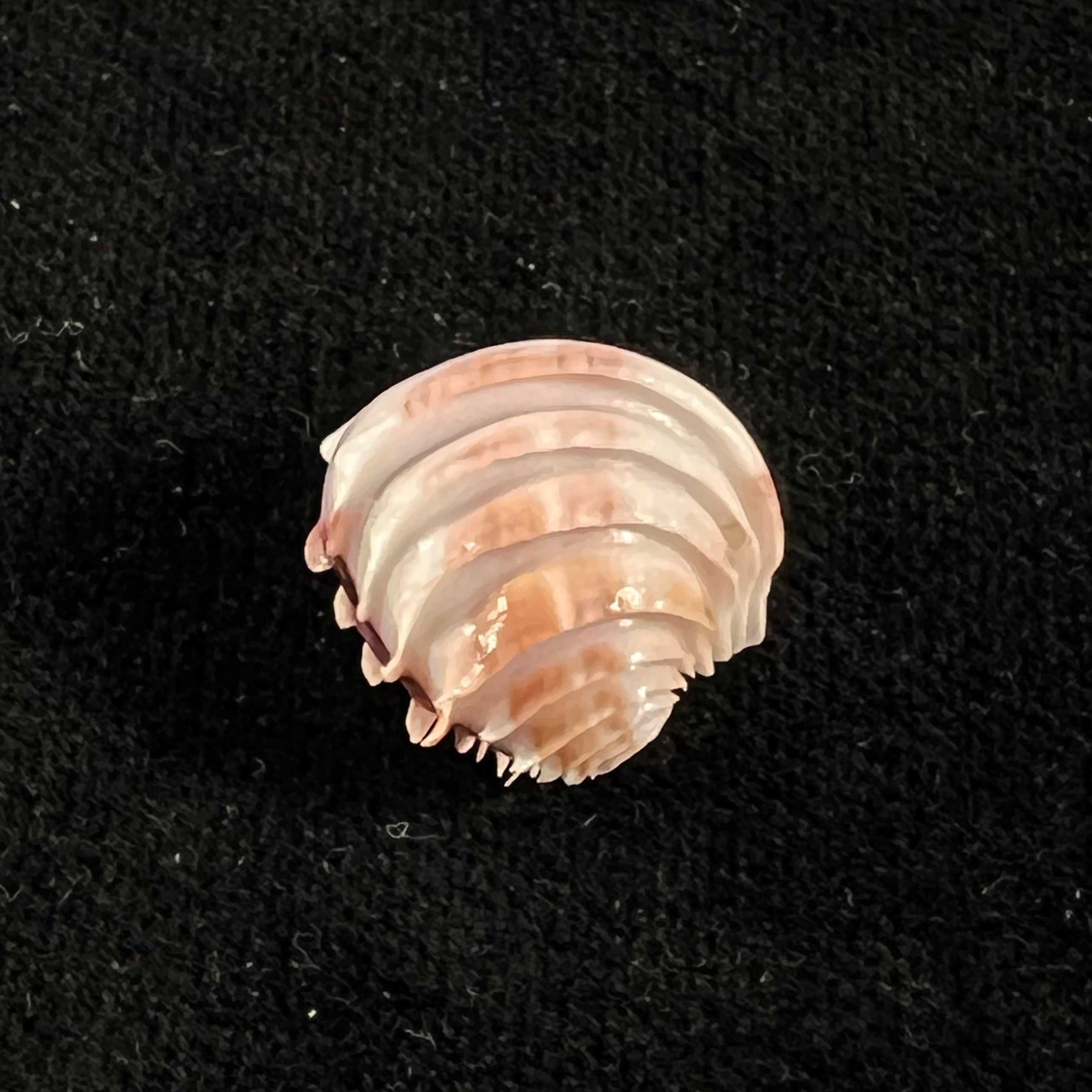 Placamen tiara (Dillwyn, 1817) - 15,8mm