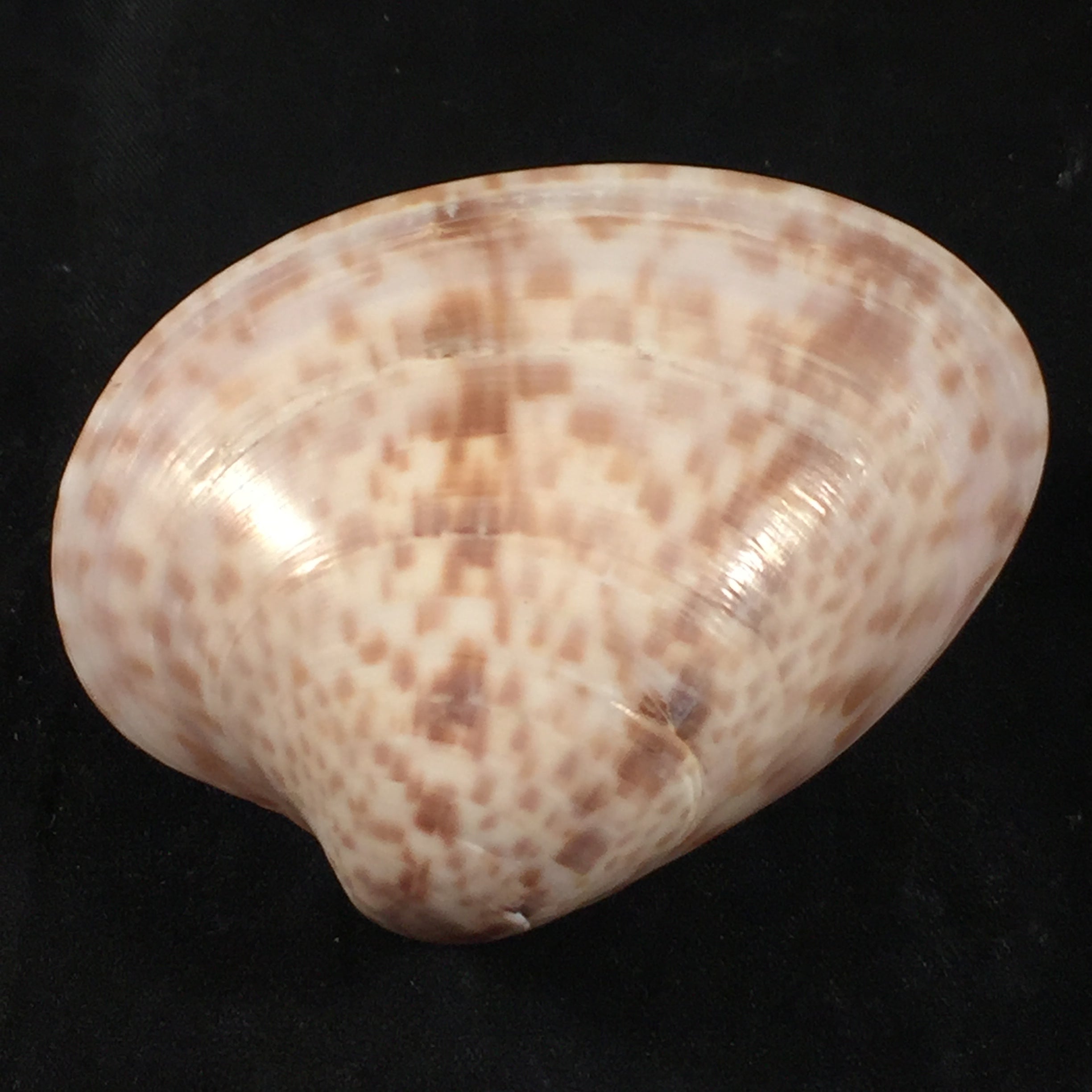 Megapitaria maculata (Linnaeus, 1758) - 61,5mm