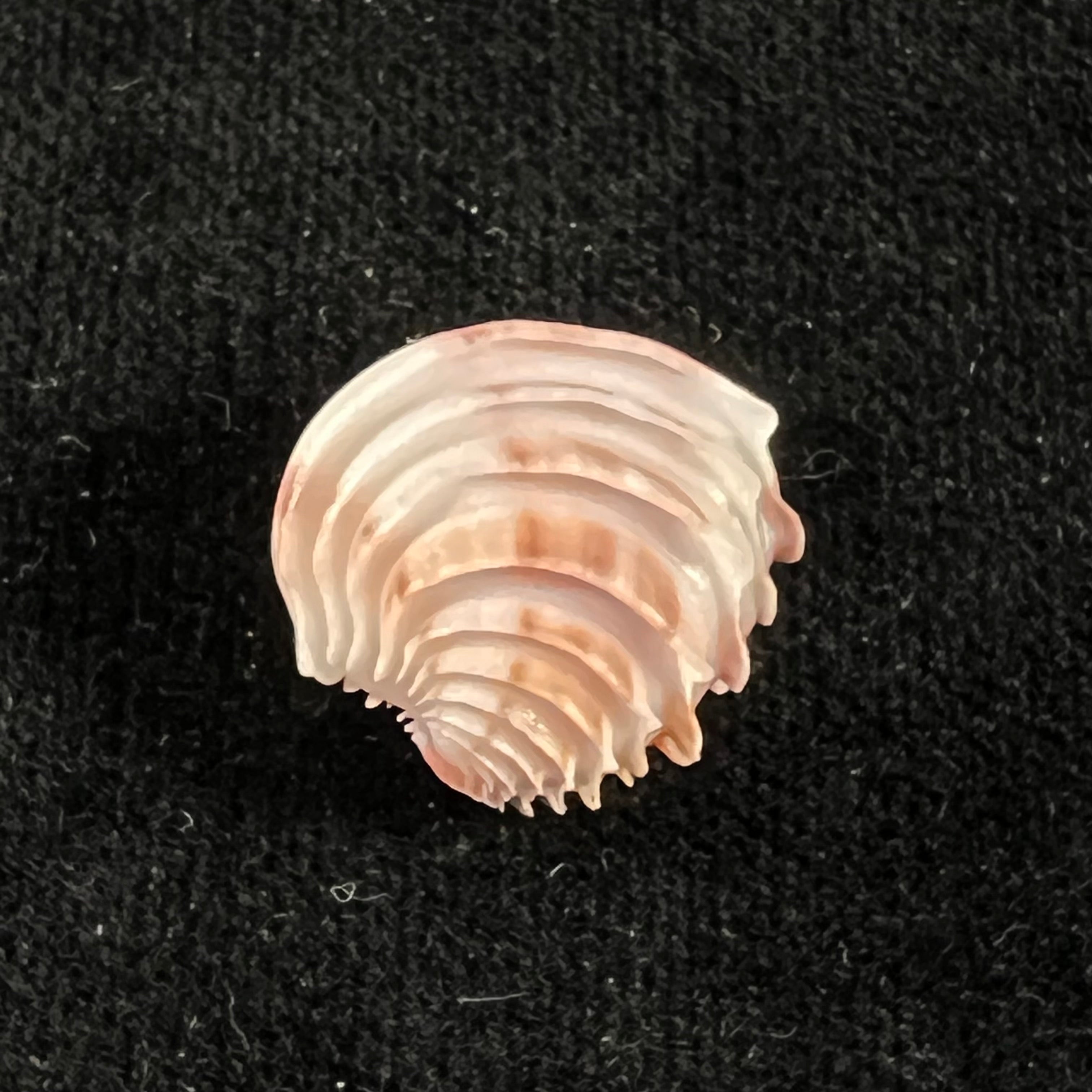Placamen tiara (Dillwyn, 1817) - 15,8mm
