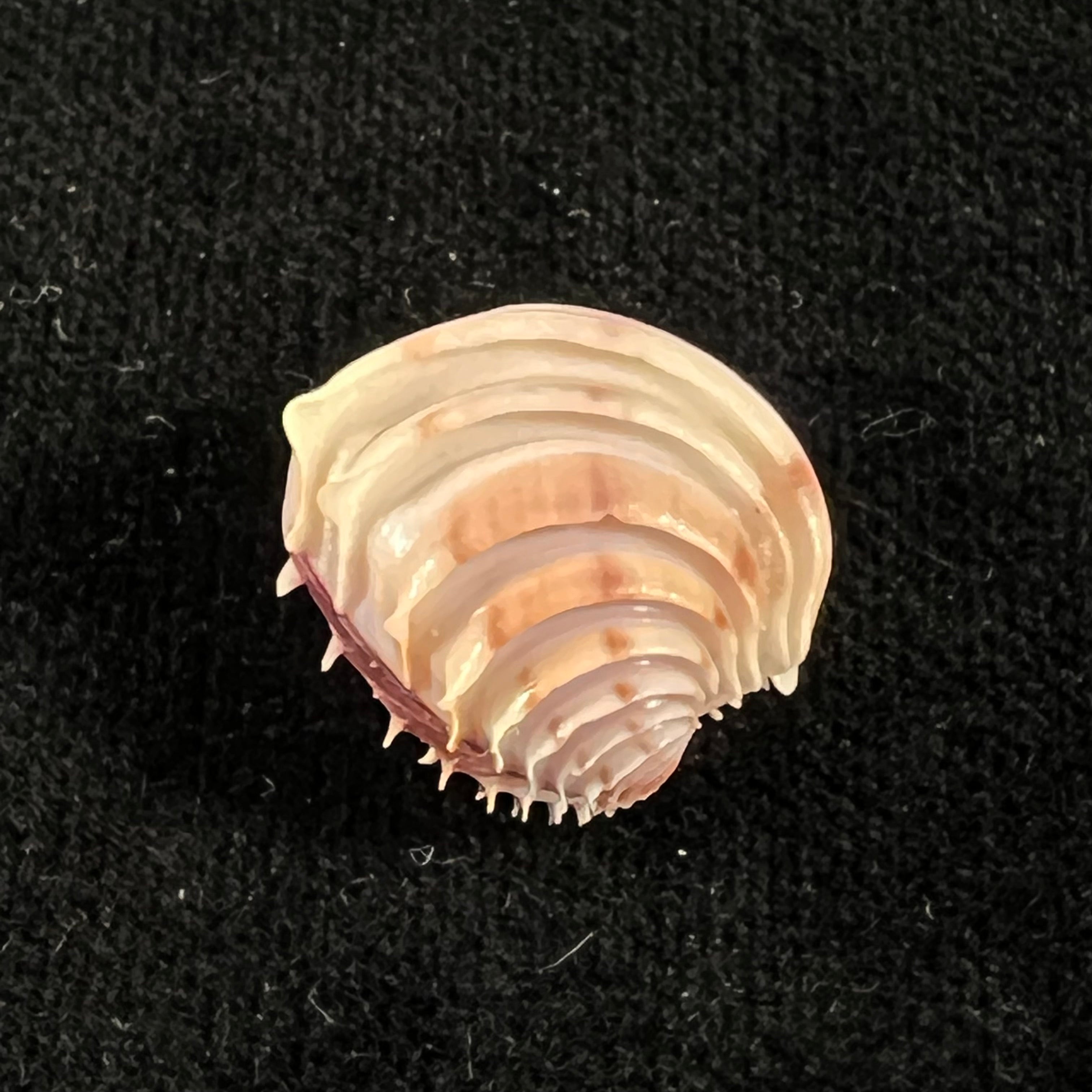 Placamen tiara (Dillwyn, 1817) - 17mm