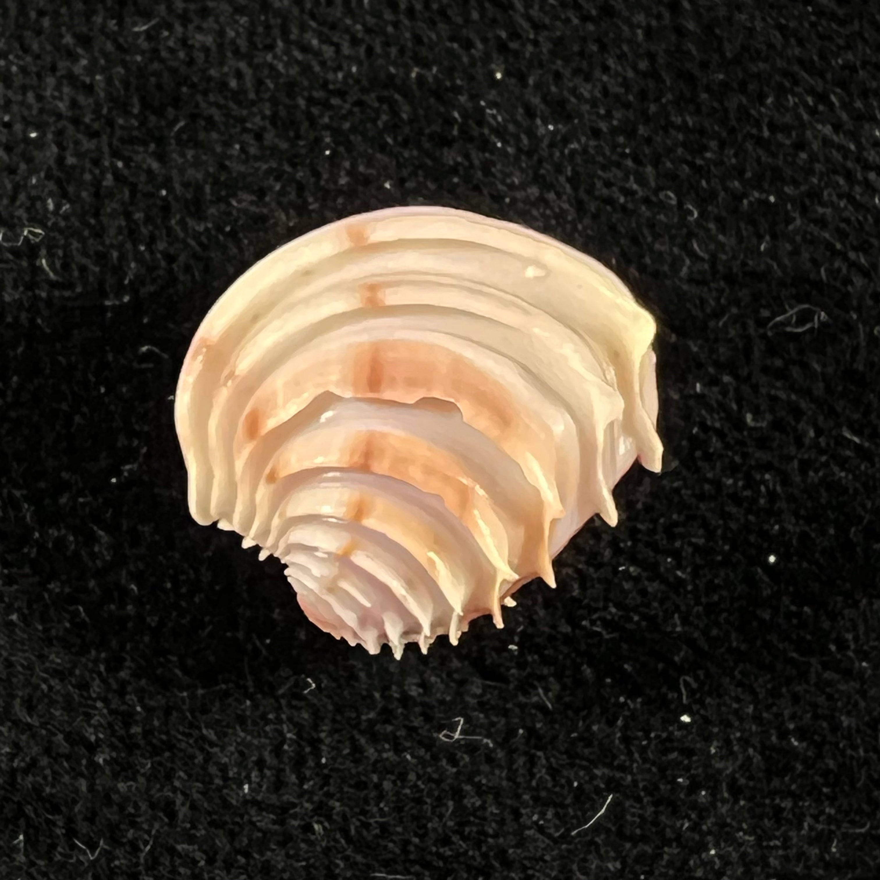 Placamen tiara (Dillwyn, 1817) - 17mm