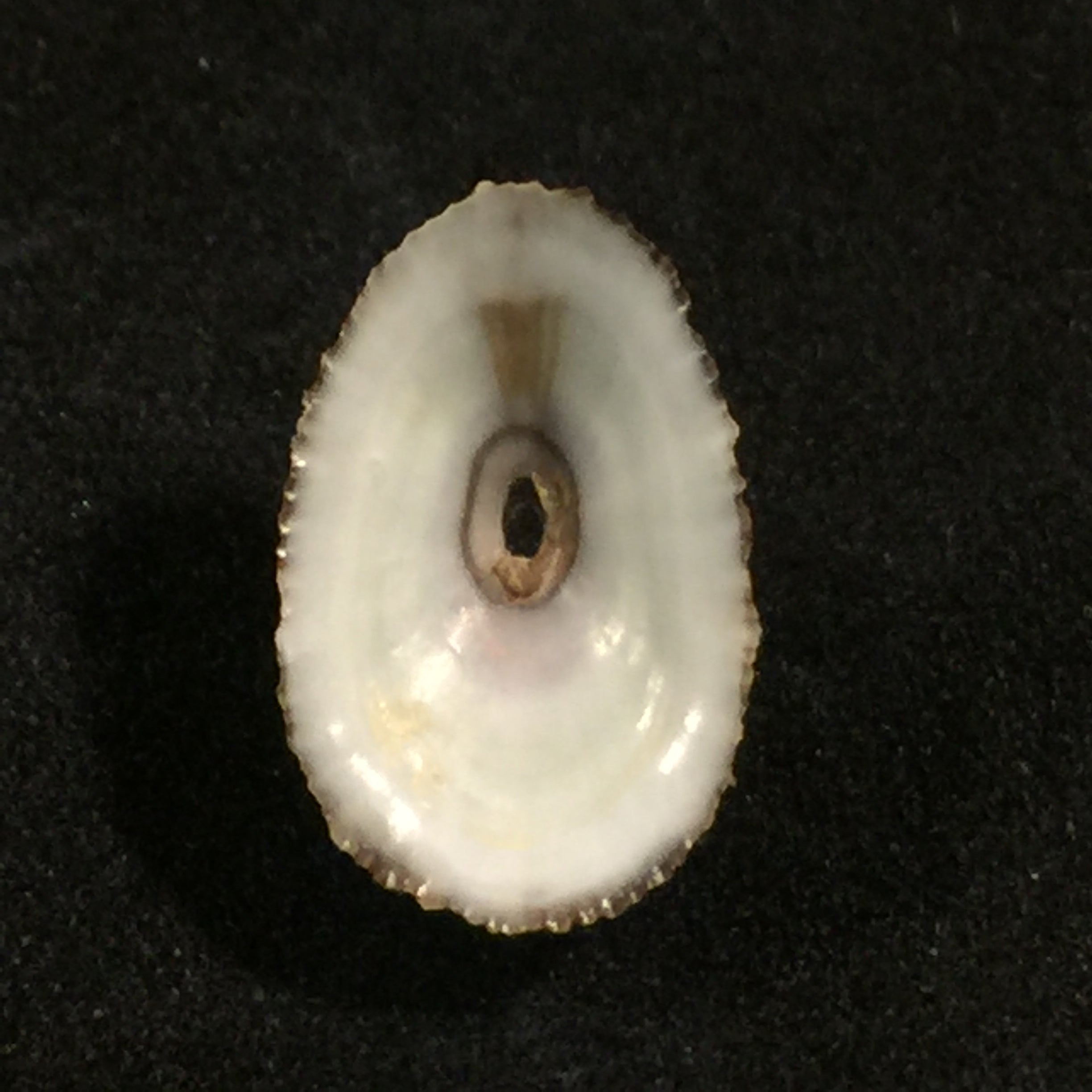 裂纹藻(林奈,1758)