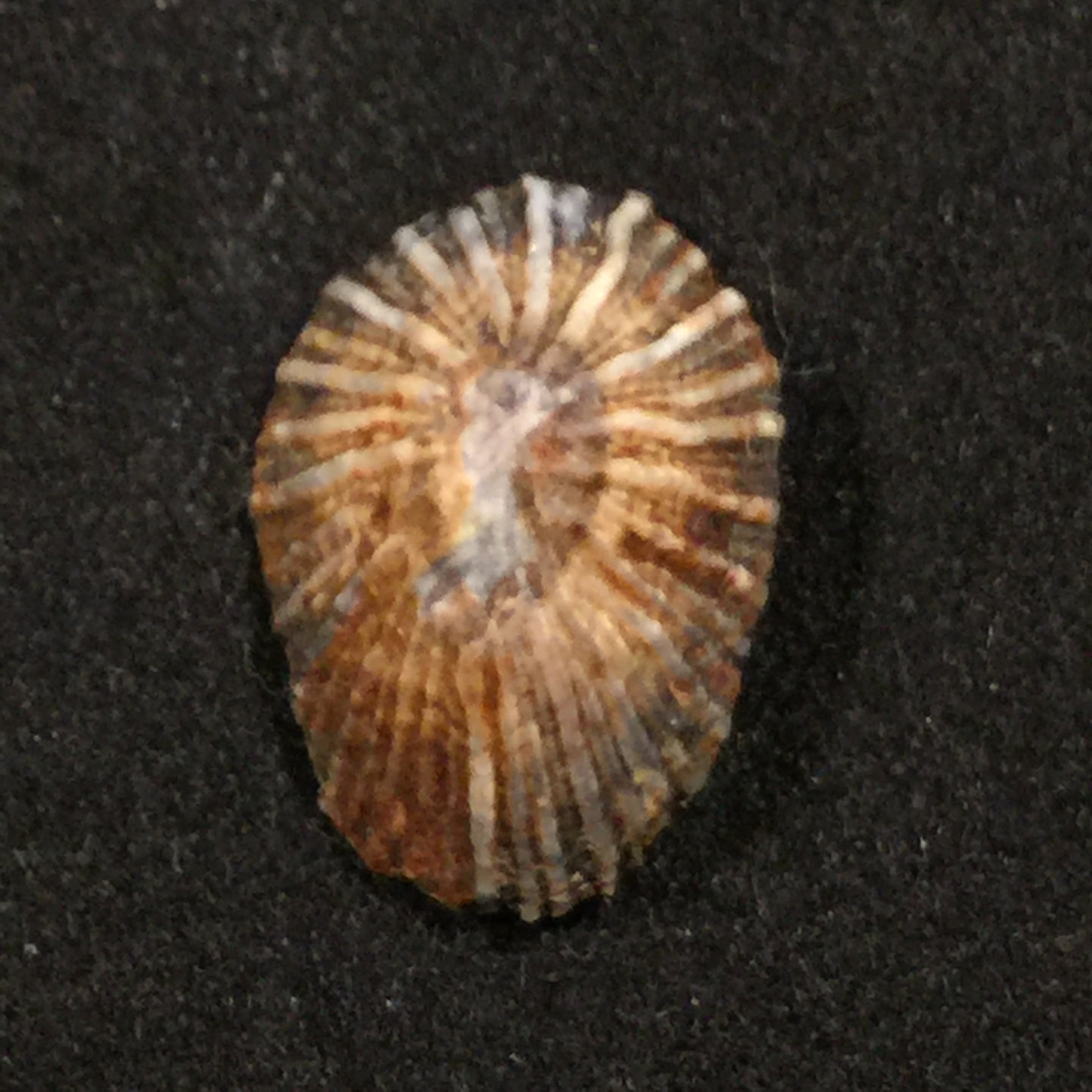 Siphonaria pectinata algesirae (Quoy & Gaimard, 1834)