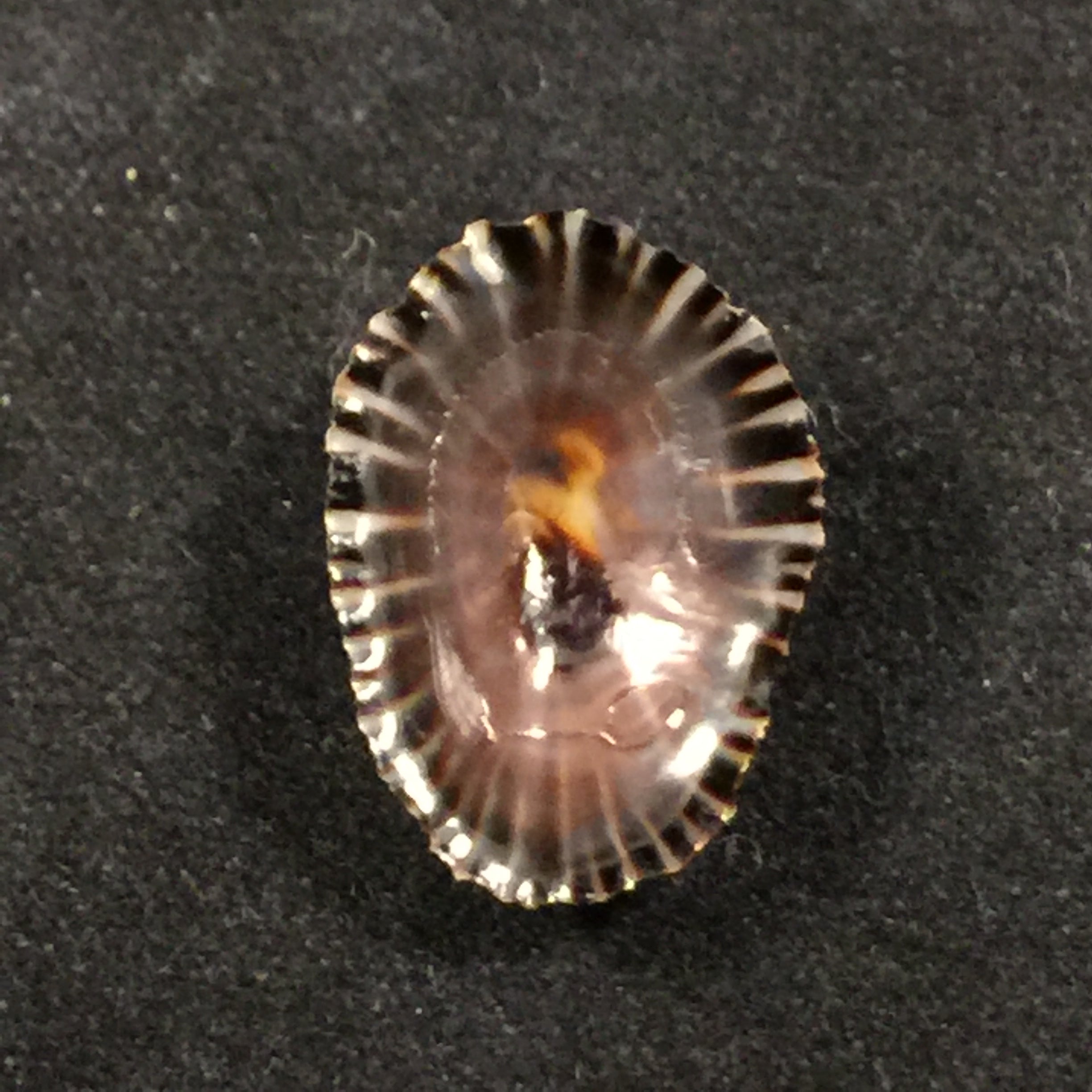 Siphonaria pectinata algesirae (Quoy & Gaimard, 1834)