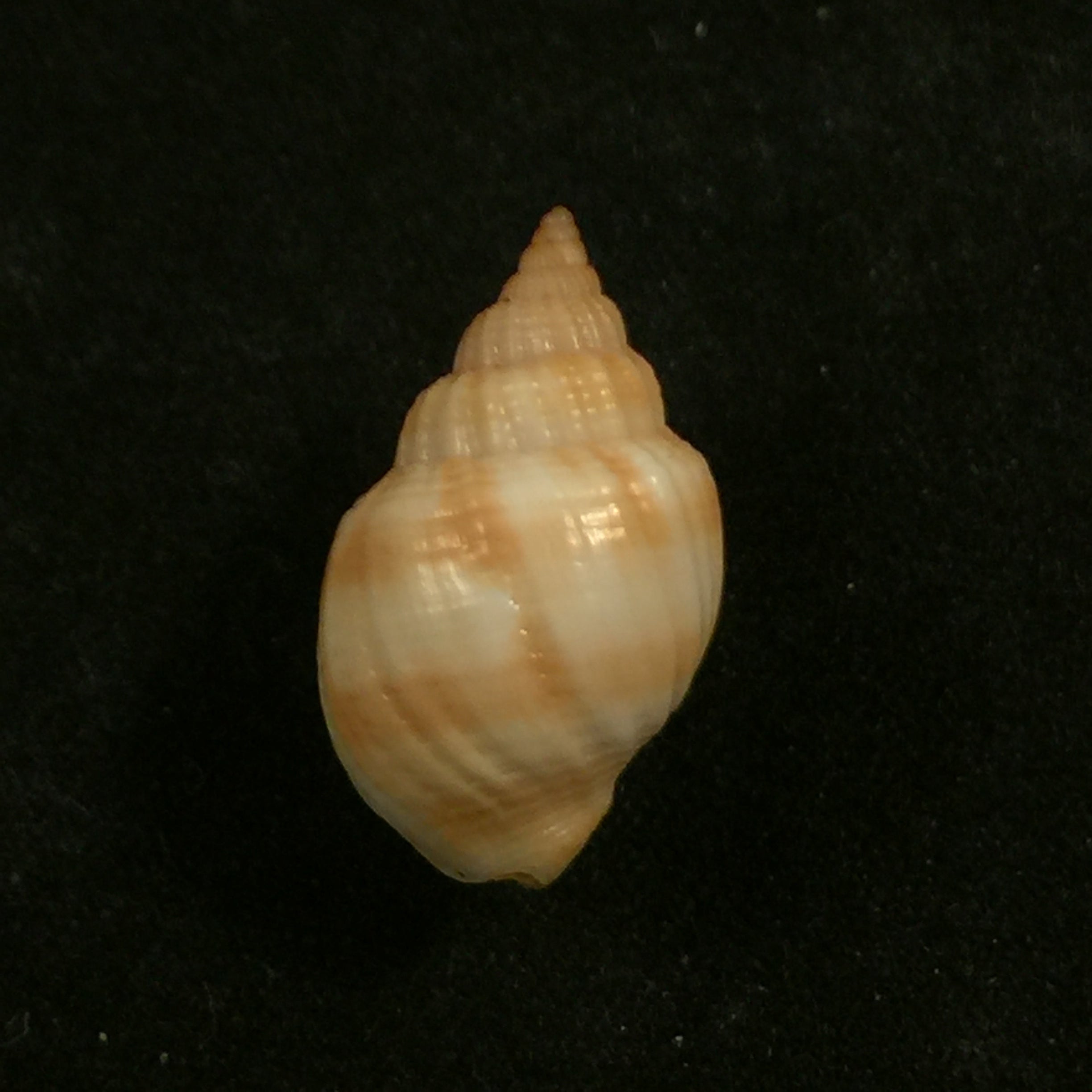 Cancellaria obesa GB 索尔比 I,1832 - 20mm