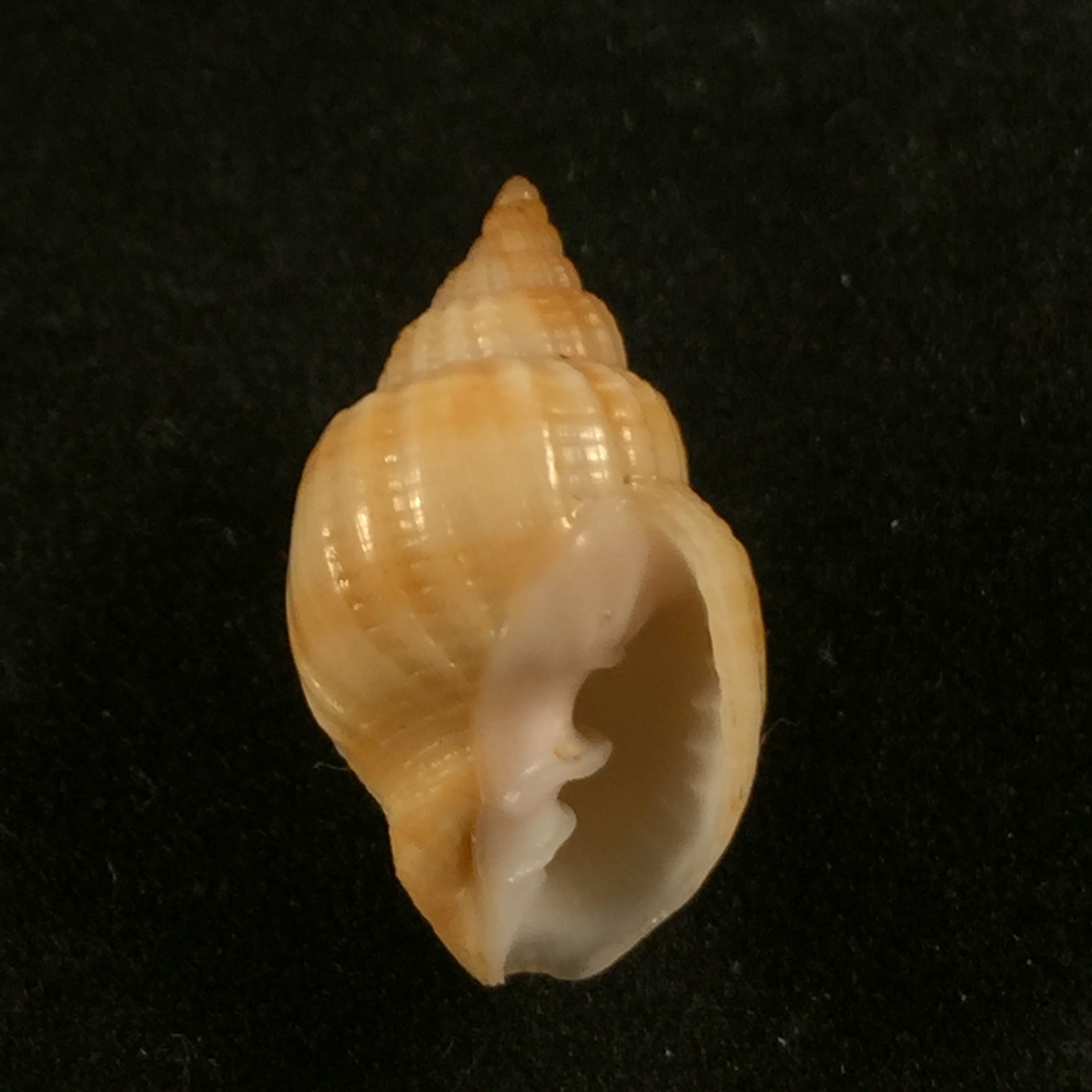 Cancellaria obesa GB 索尔比 I,1832 - 20mm