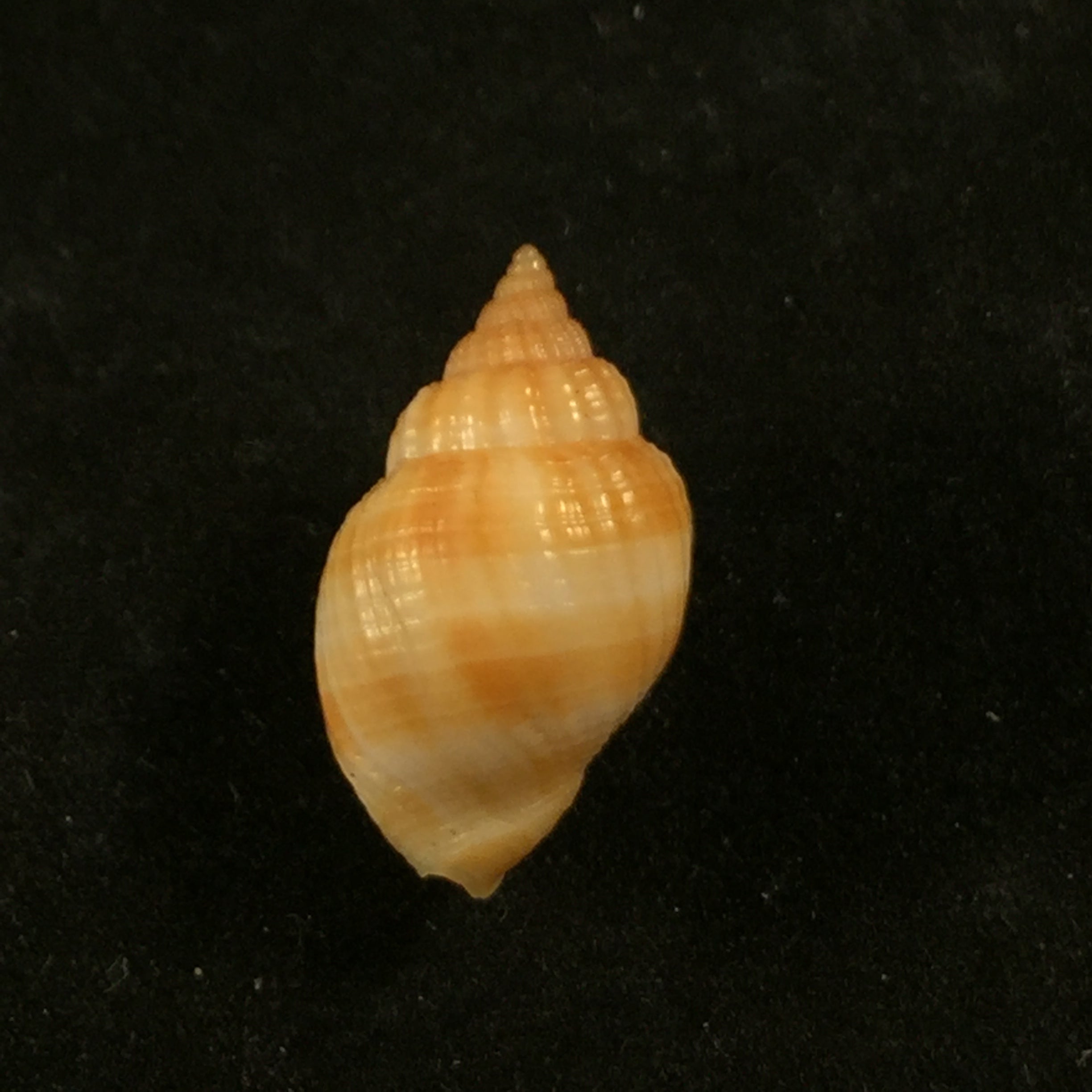 Cancellaria obesa GB Sowerby I, 1832 - 20,9mm