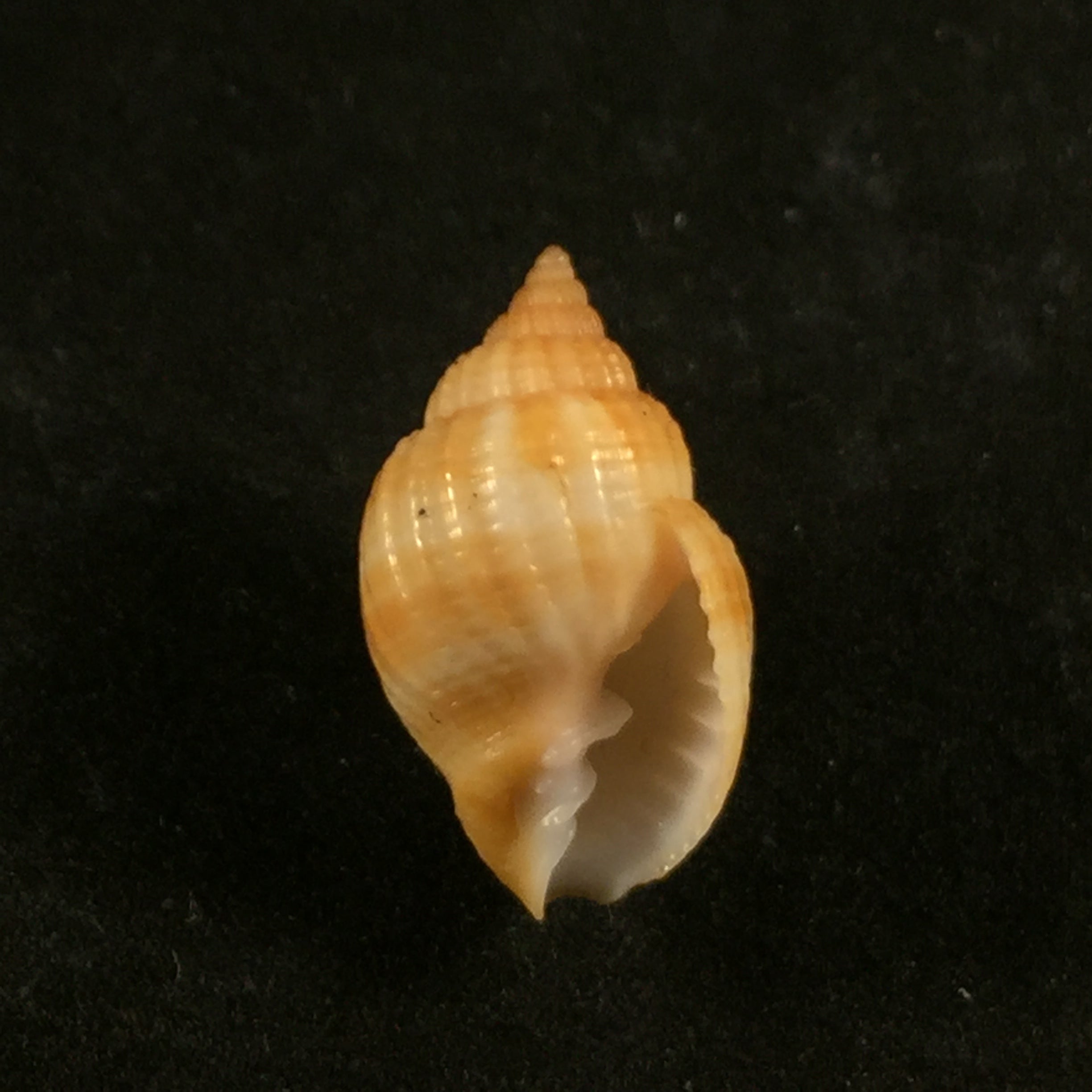 Cancellaria obesa GB Sowerby I, 1832 - 20,9mm