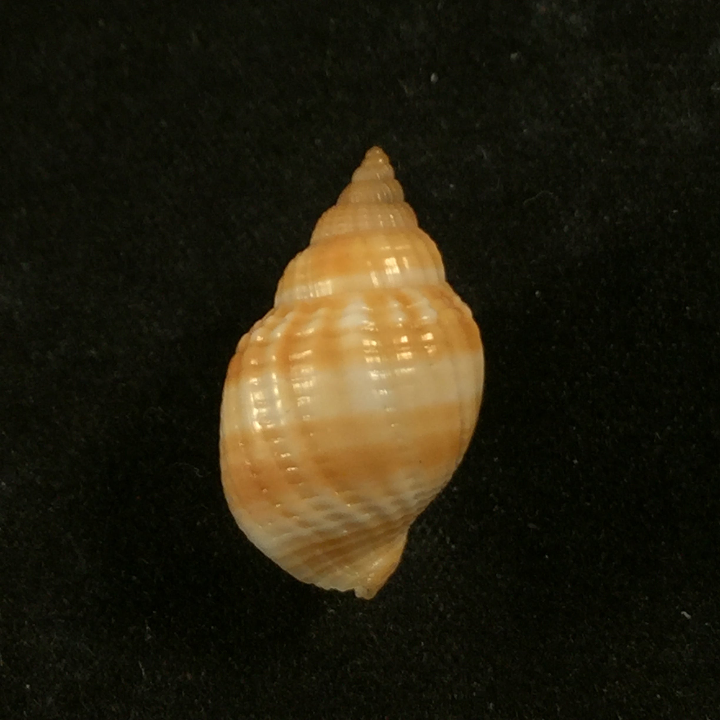 Cancellaria obesa GB Sowerby I, 1832 - 20,6mm