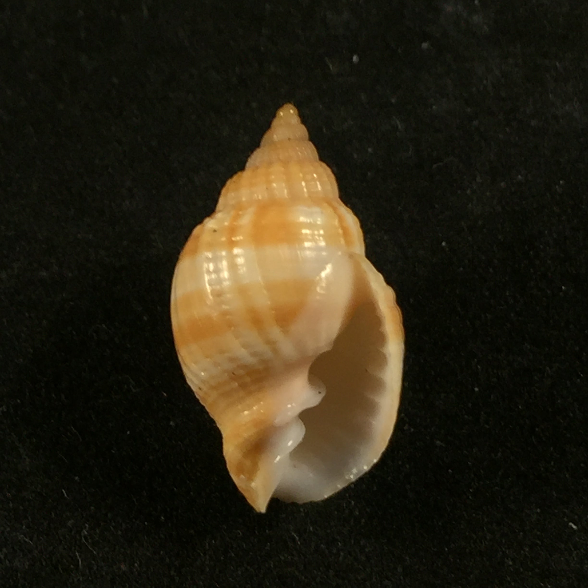 Cancellaria obesa GB Sowerby I, 1832 - 20,6mm