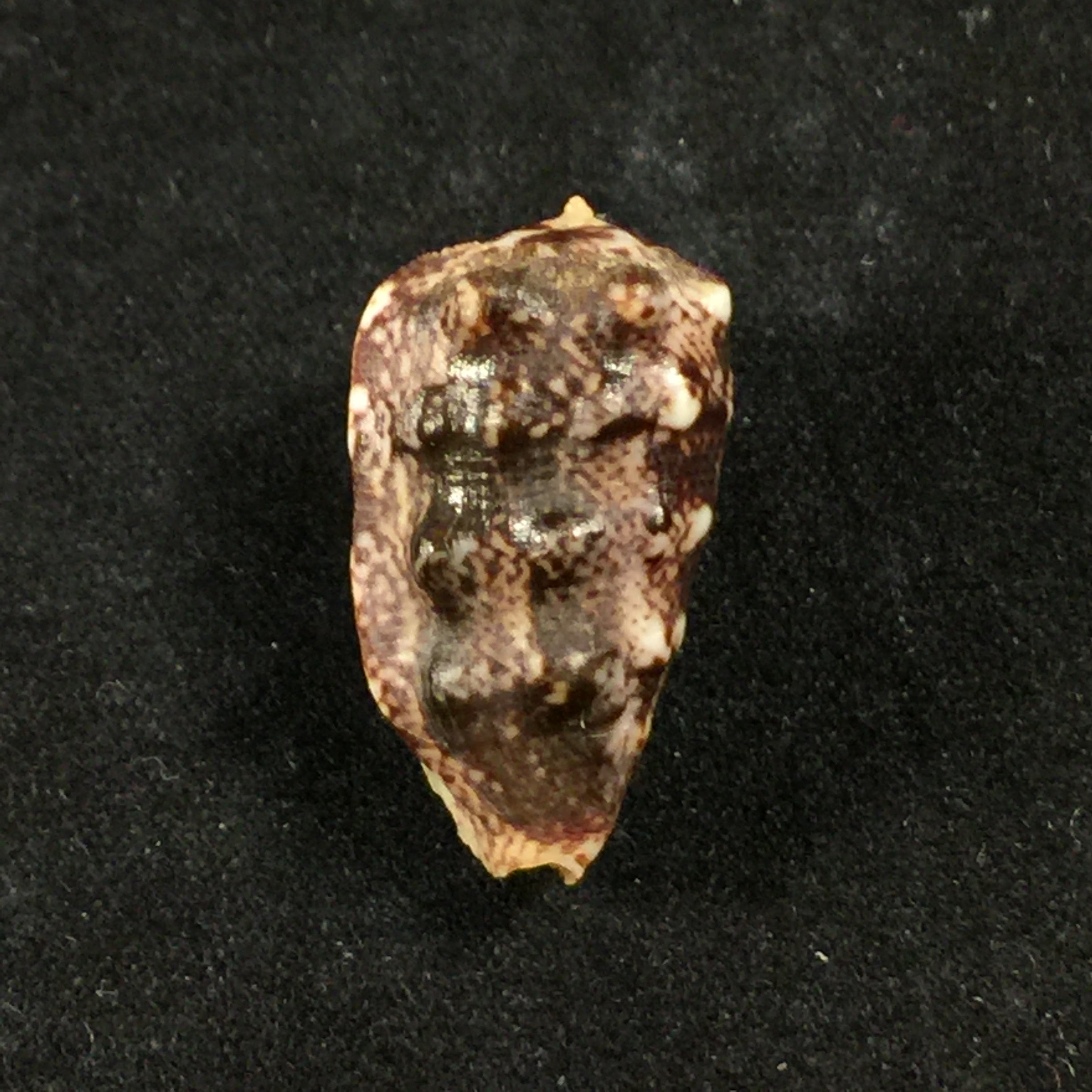 Morum tuberculosum (Reeve,1842) - 24,1mm