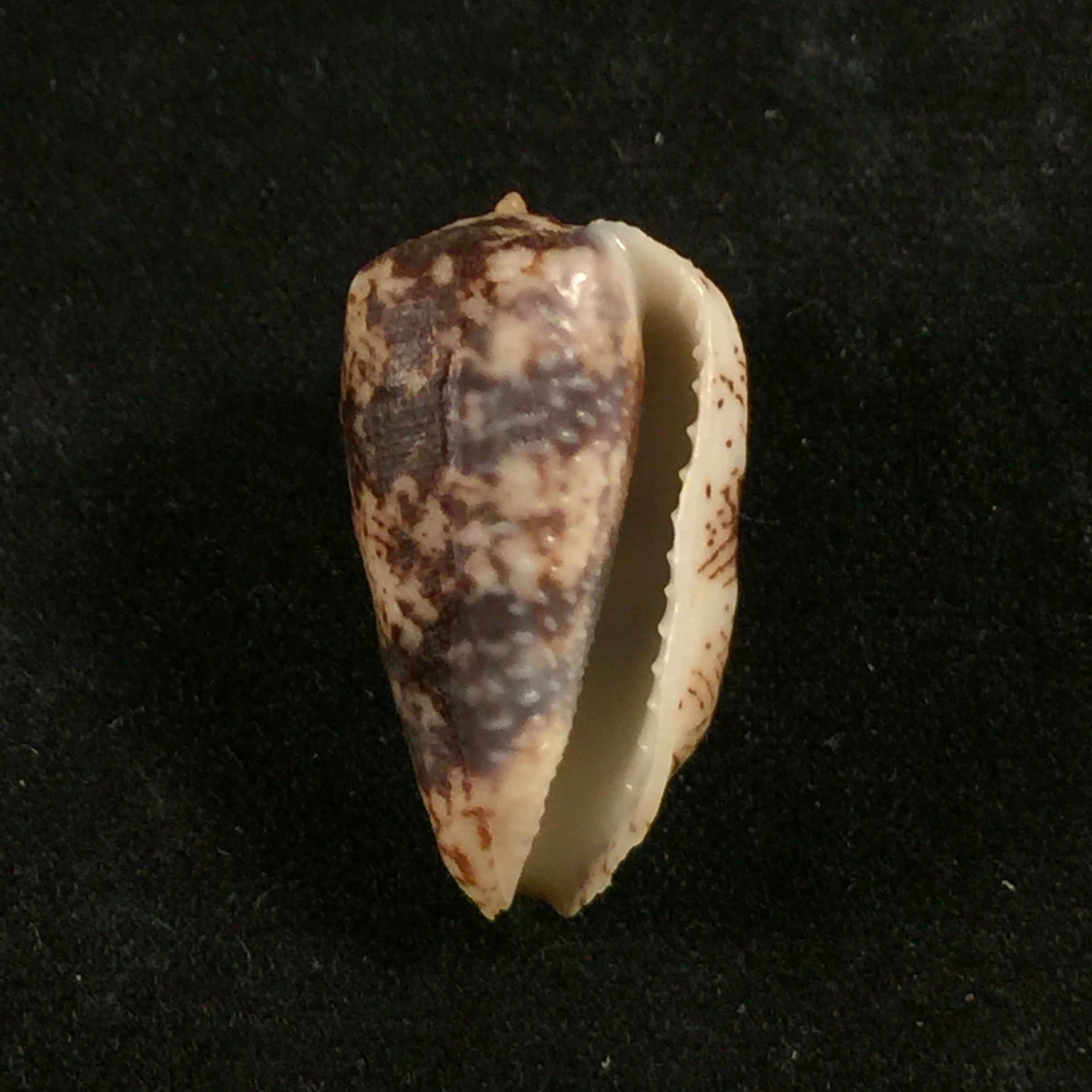Morum tuberculosum (Reeve,1842) - 24,1mm