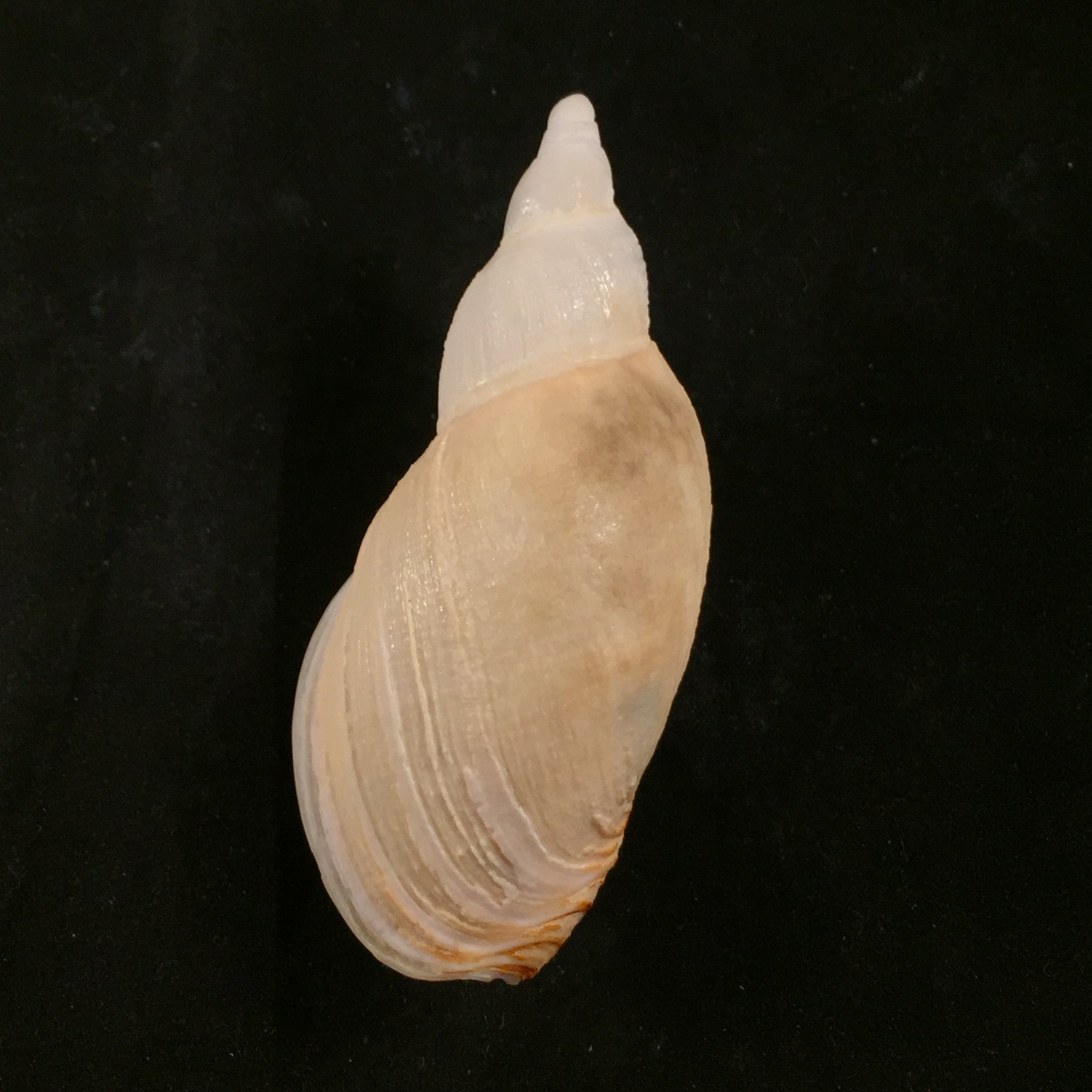 Odontocymbiola pescalia Clench & Turner, 1964 - 76,3mm