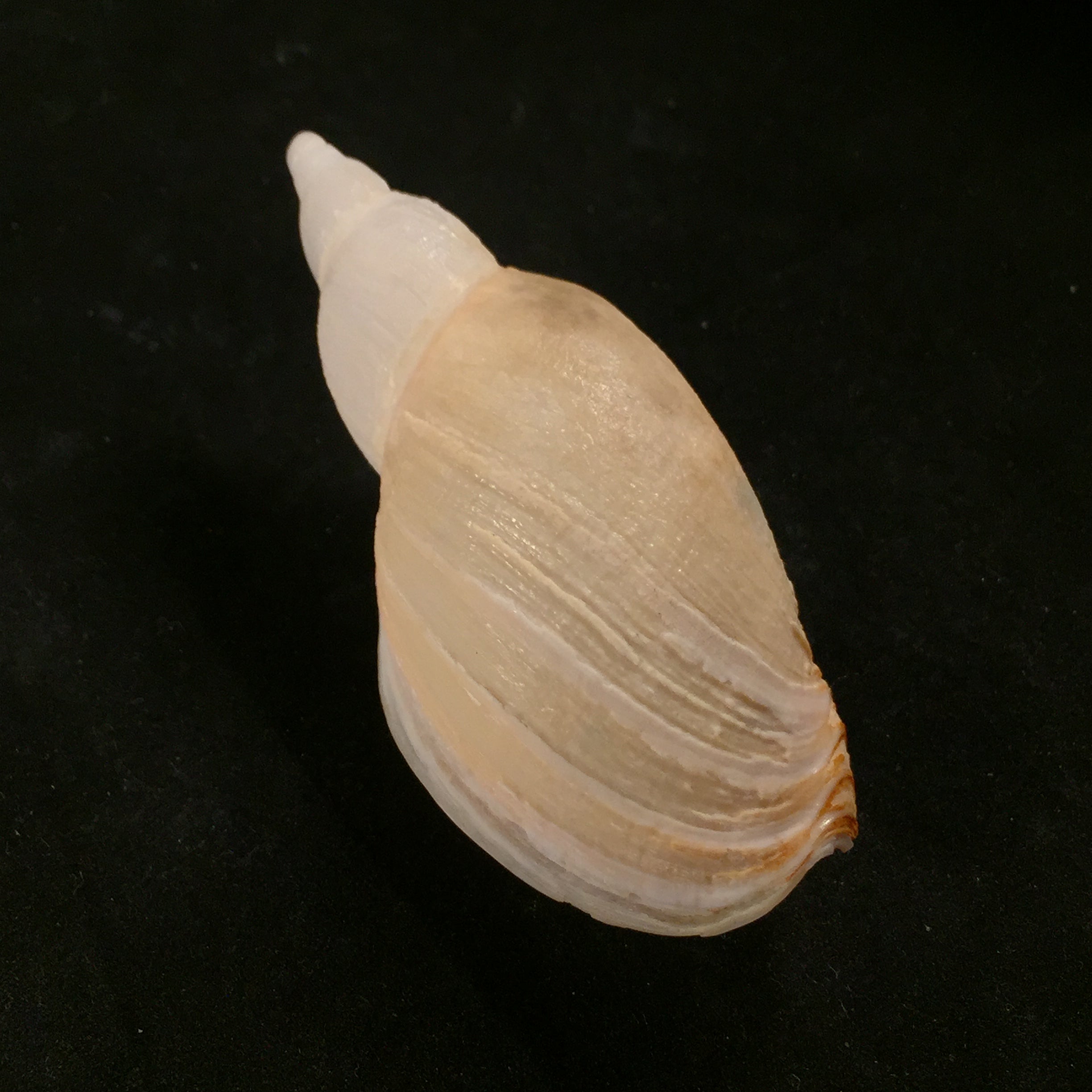 Odontocymbiola pescalia Clench & Turner, 1964 - 76,3mm