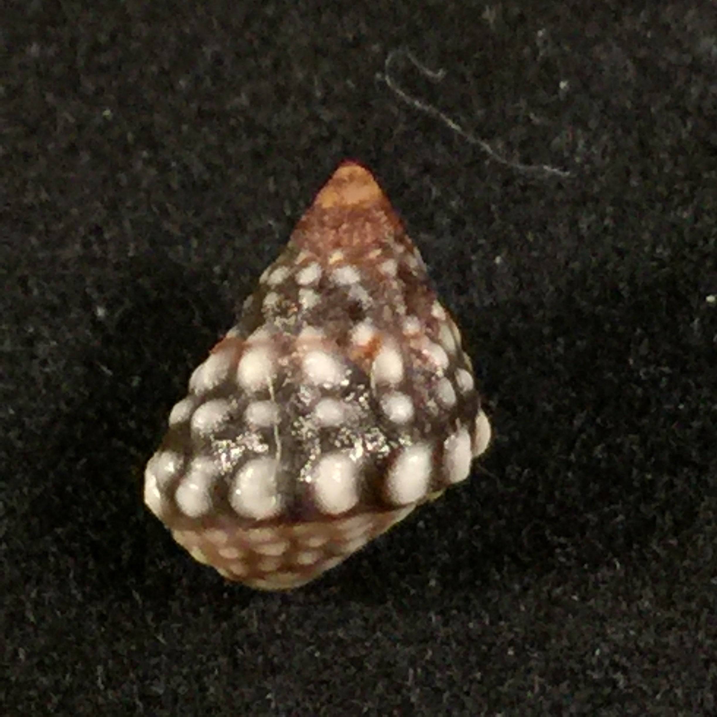 Echinolittorina vermeiji (Bandel & Kadolsky, 1982) - 8,6mm