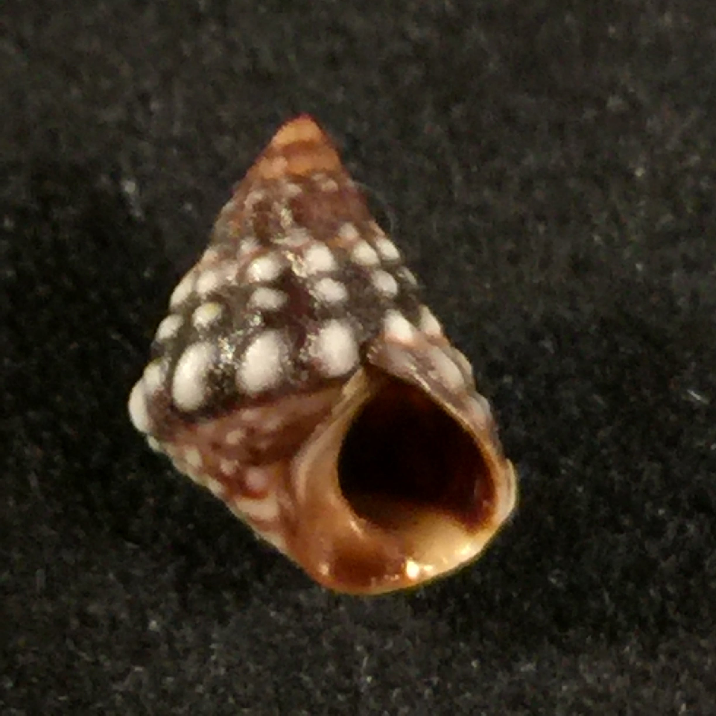 Echinolittorina vermeiji (Bandel & Kadolsky, 1982) - 8,6mm