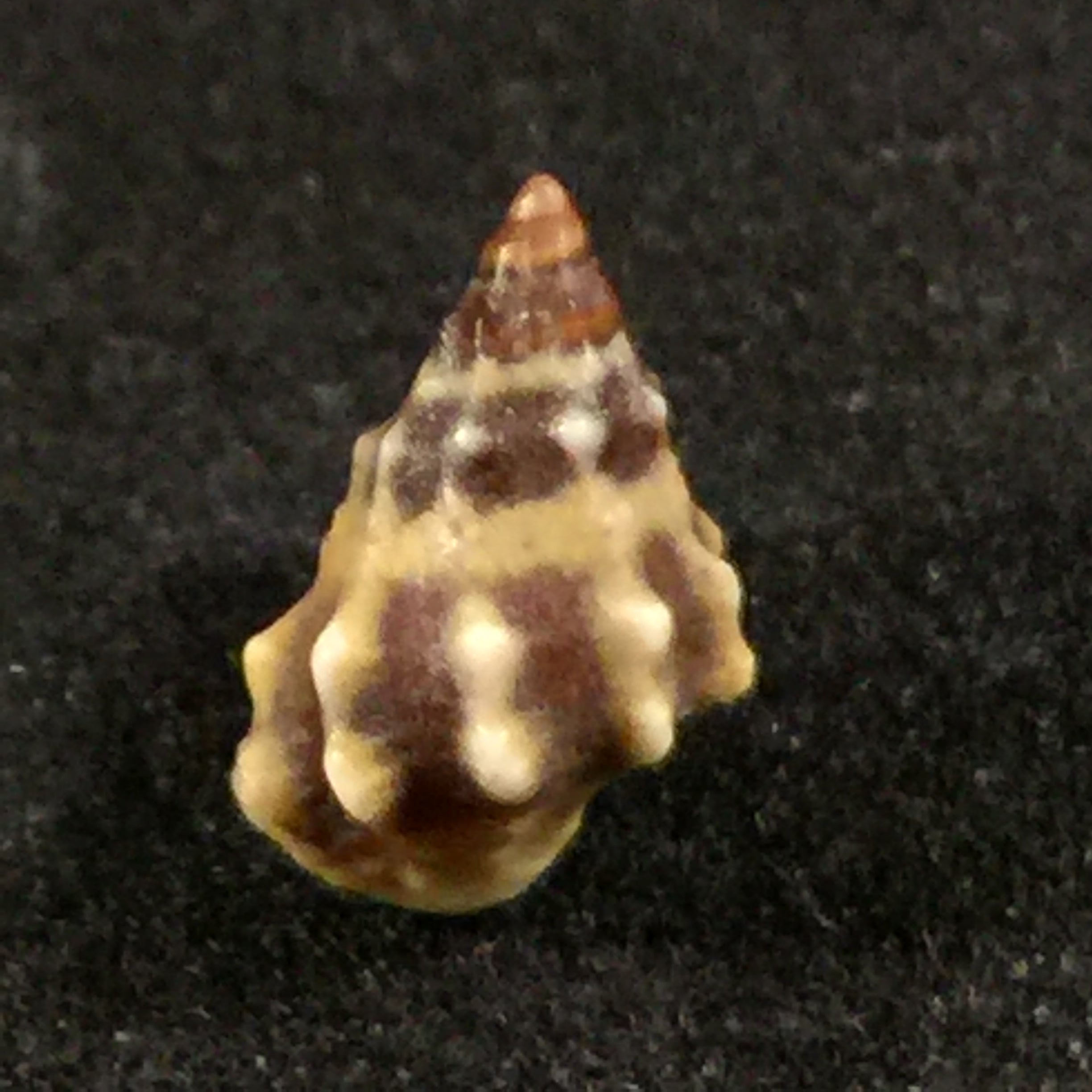 Nodilittorina Pyramidalis (Quoy & Gaimard, 1833) - 8,8mm