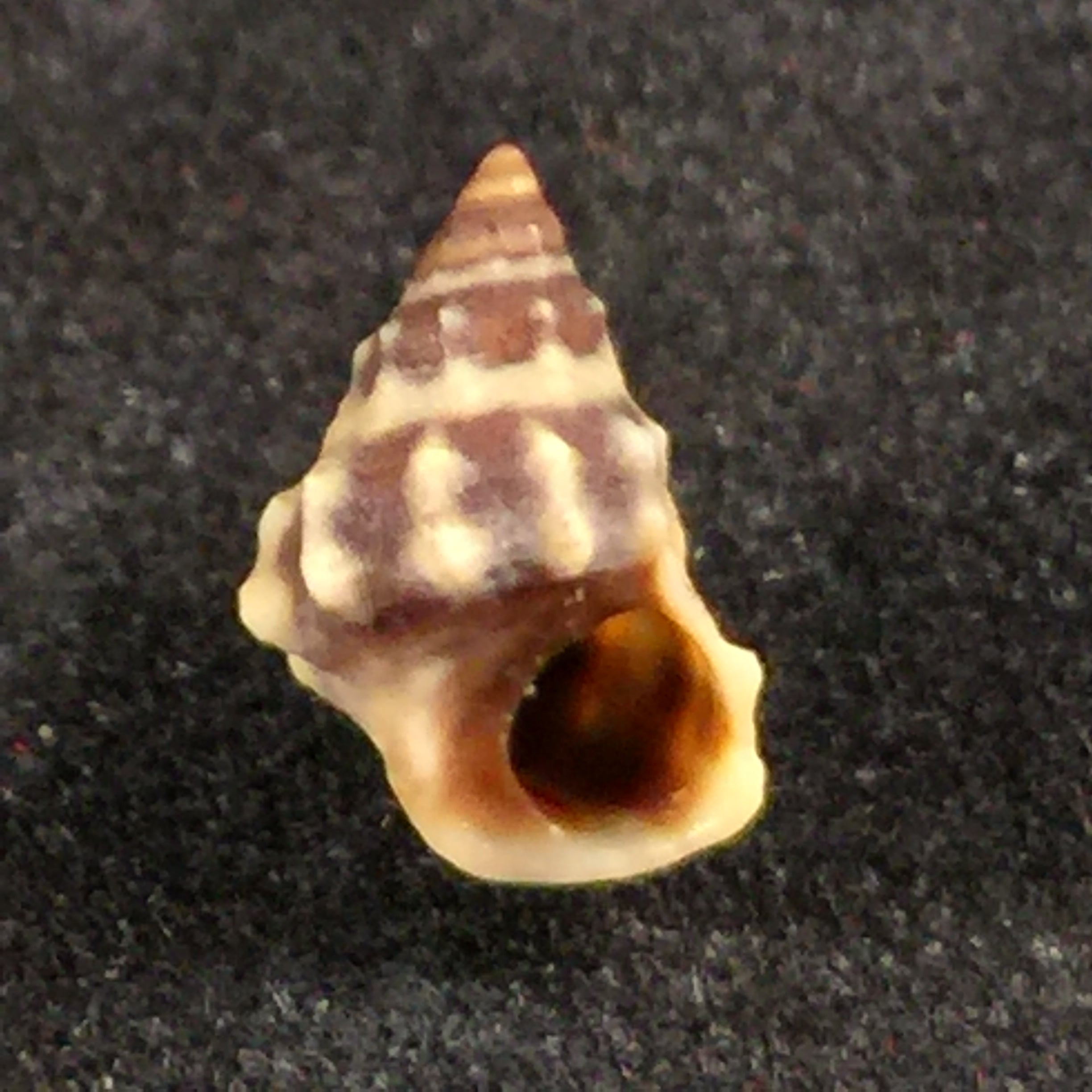 Nodilittorina Pyramidalis (Quoy & Gaimard, 1833) - 8,8mm