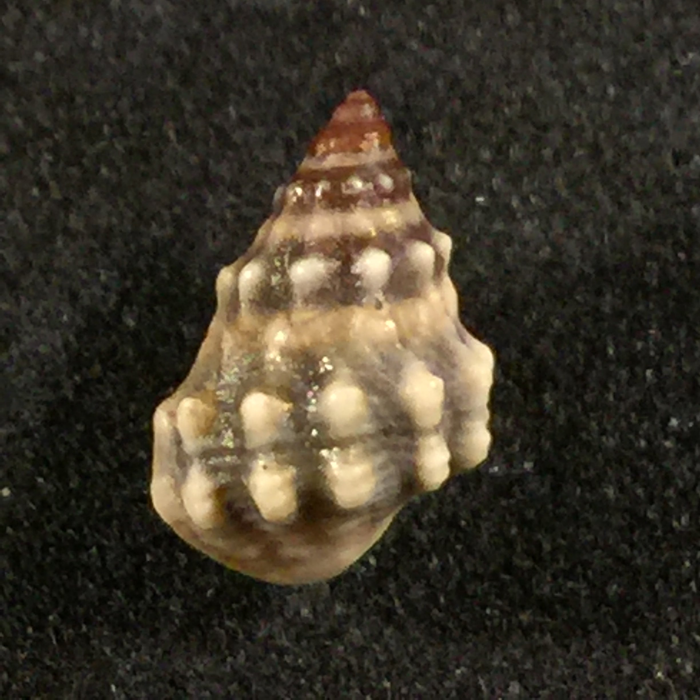 Nodilittorina pyramidalis (Quoy & Gaimard, 1833) - 9毫米
