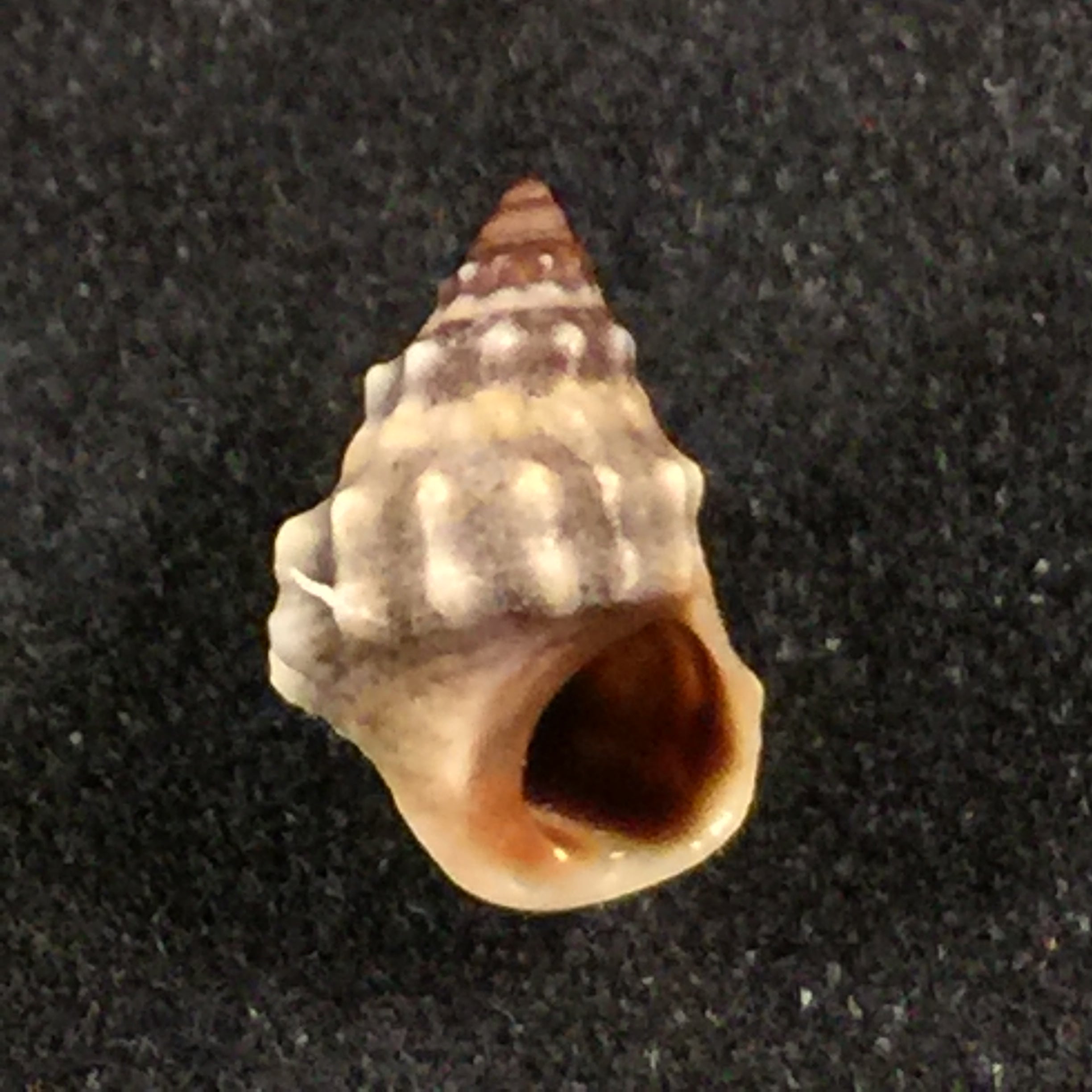 Nodilittorina pyramidalis (Quoy & Gaimard, 1833) - 9毫米