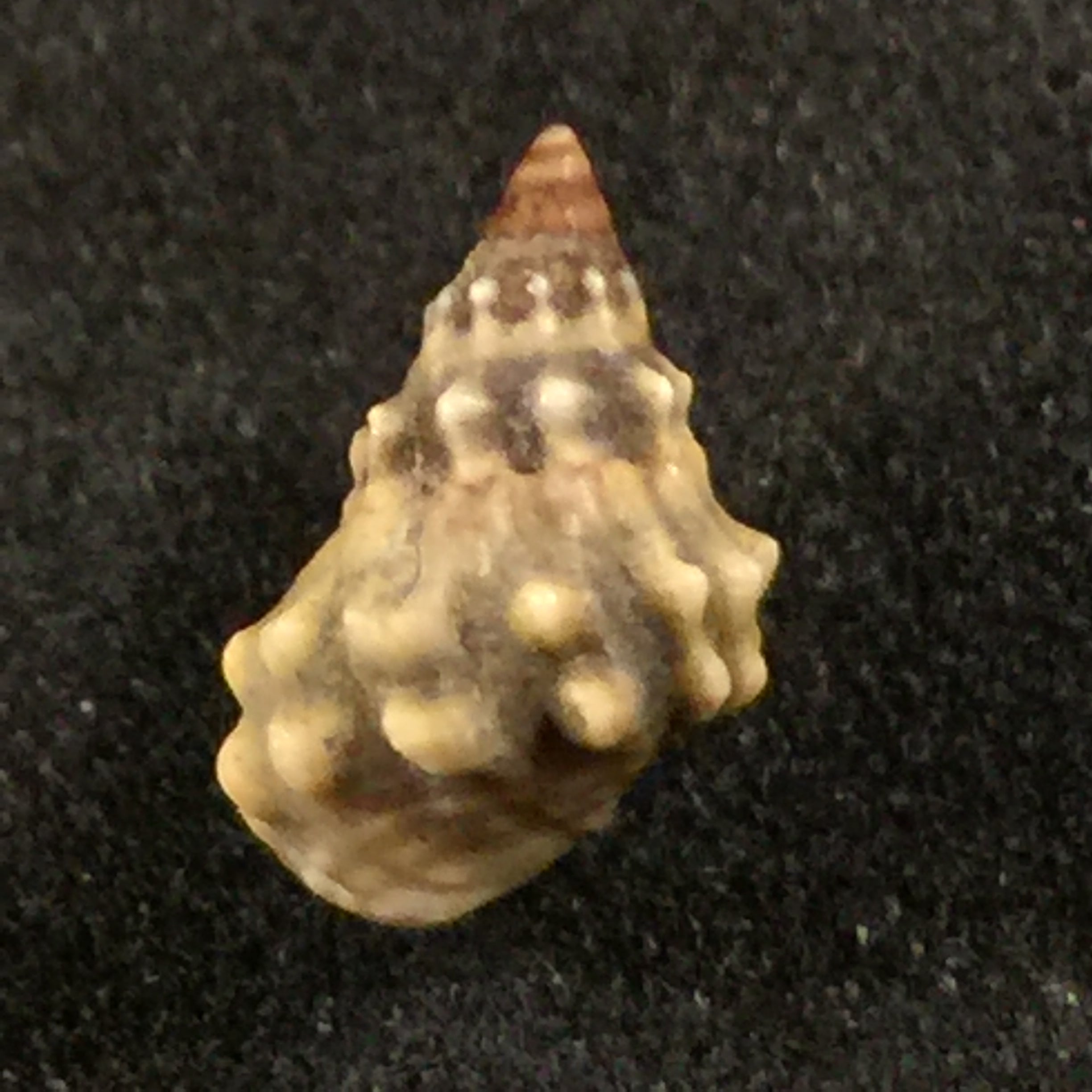 Nodilittorina pyramidalis (Quoy & Gaimard, 1833) - 9,3毫米