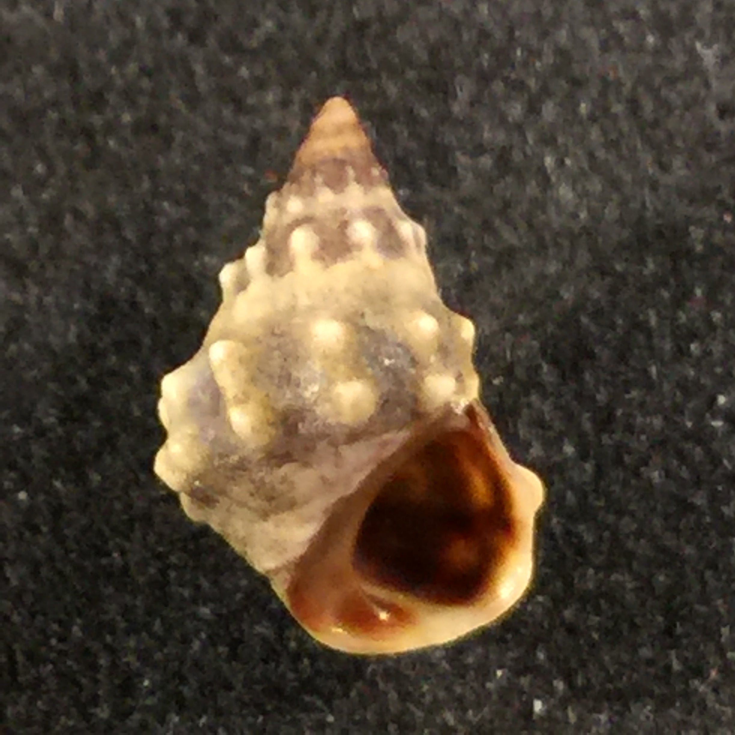 Nodilittorina pyramidalis (Quoy & Gaimard, 1833) - 9,3毫米