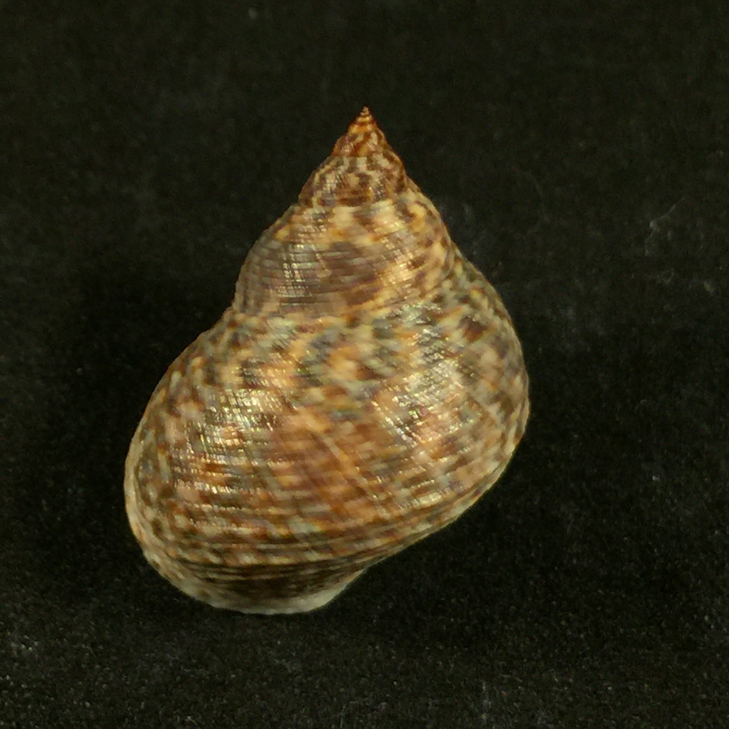 Echinolittorina aspera (Philippi, 1846) - 25,4mm