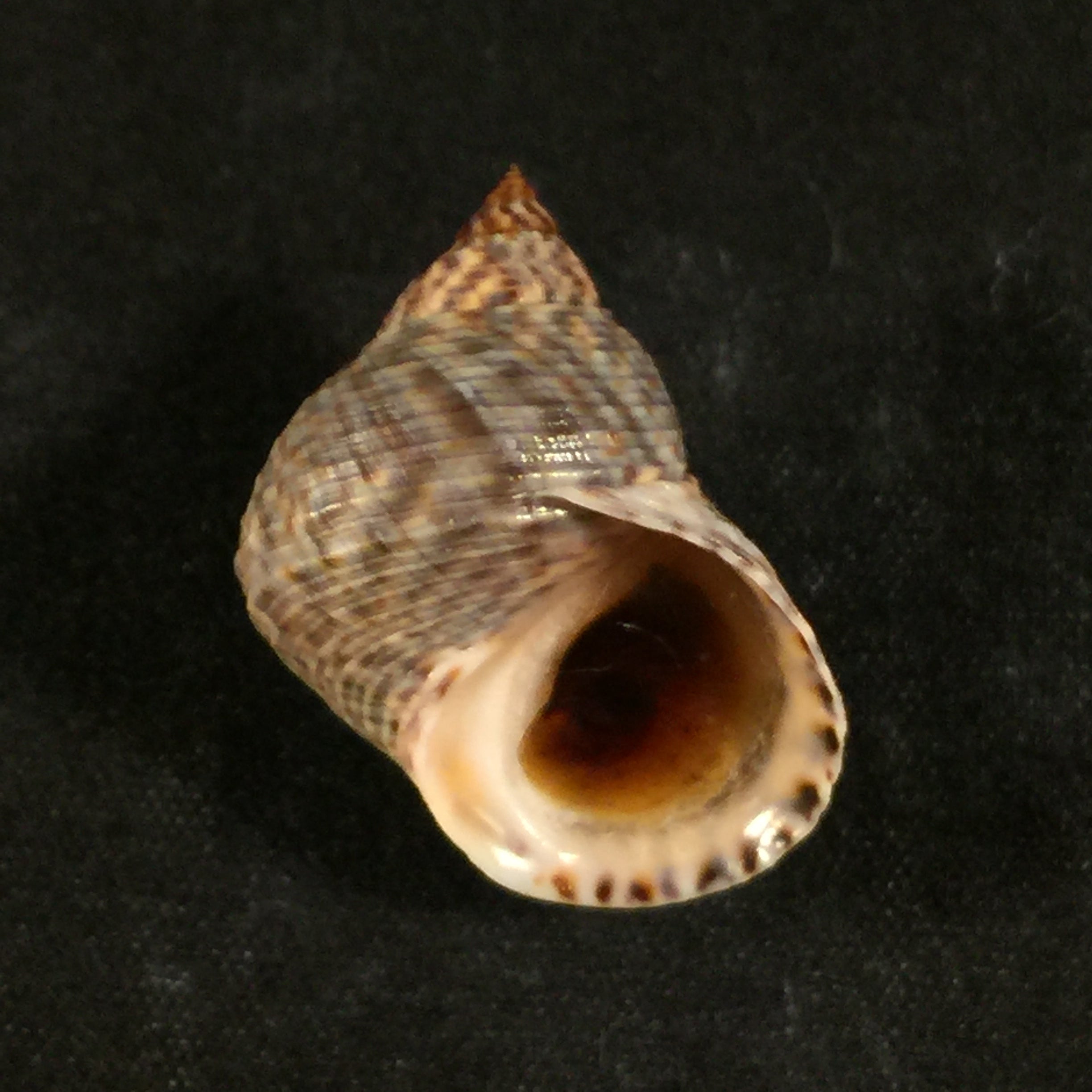 Echinolittorina aspera (Philippi, 1846) - 25,4mm