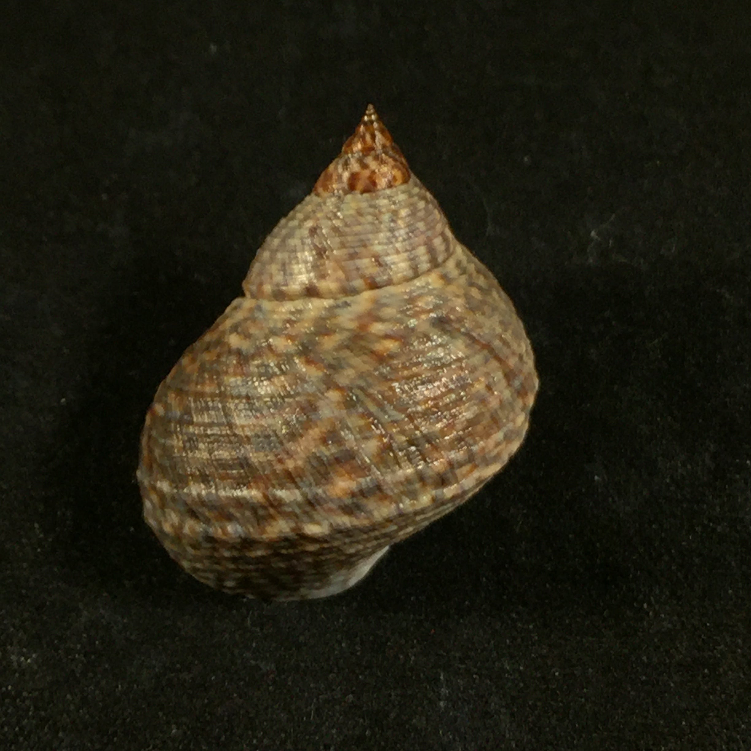 Echinolittorina aspera (Philippi, 1846) - 27,4mm