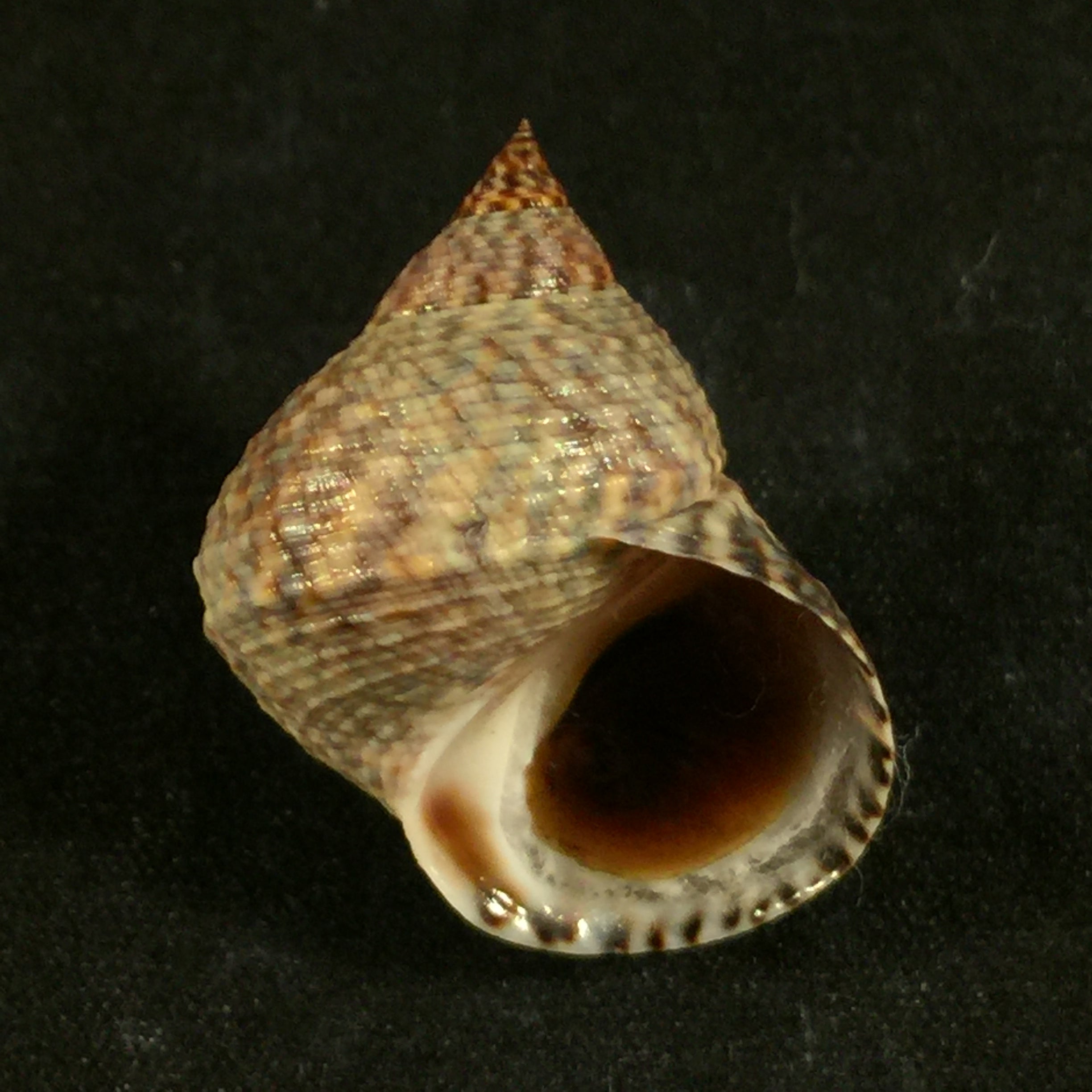 Echinolittorina aspera (Philippi, 1846) - 27,4mm