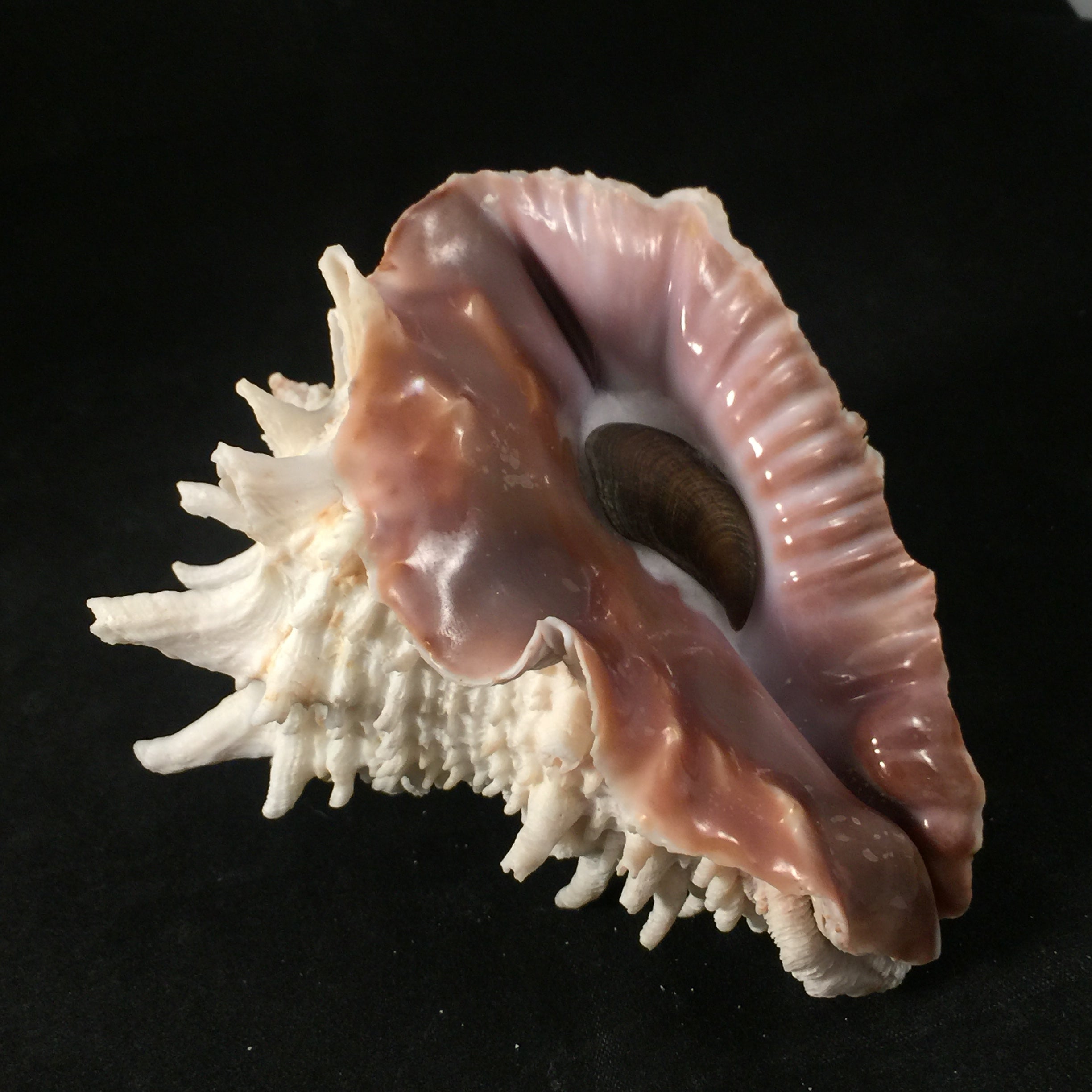 Aristovasum cassiforme (Kiener, 1840) - 102mm