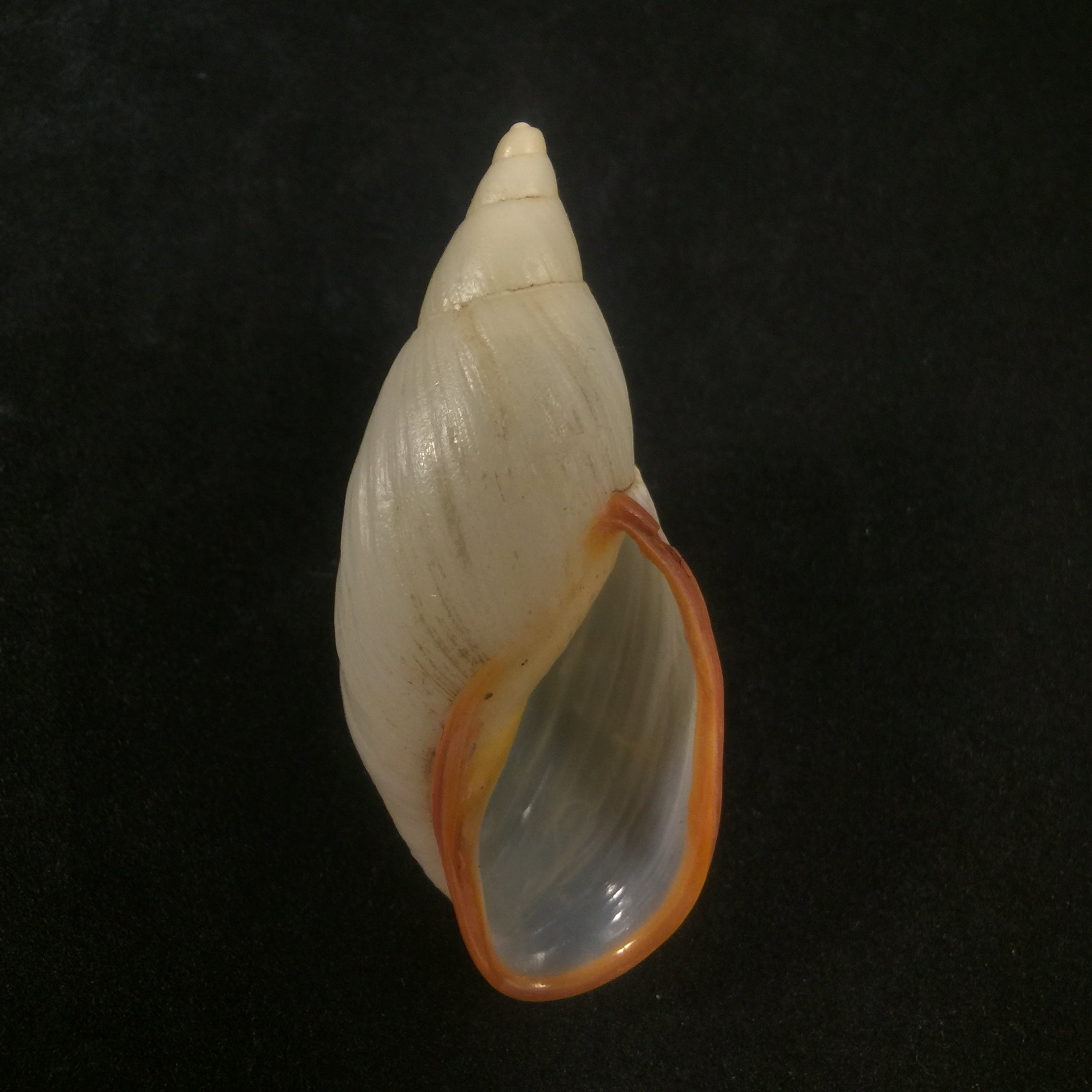 Aspastus miltocheilus manugiensis (B.Rensch, 1934) - 54,1mm