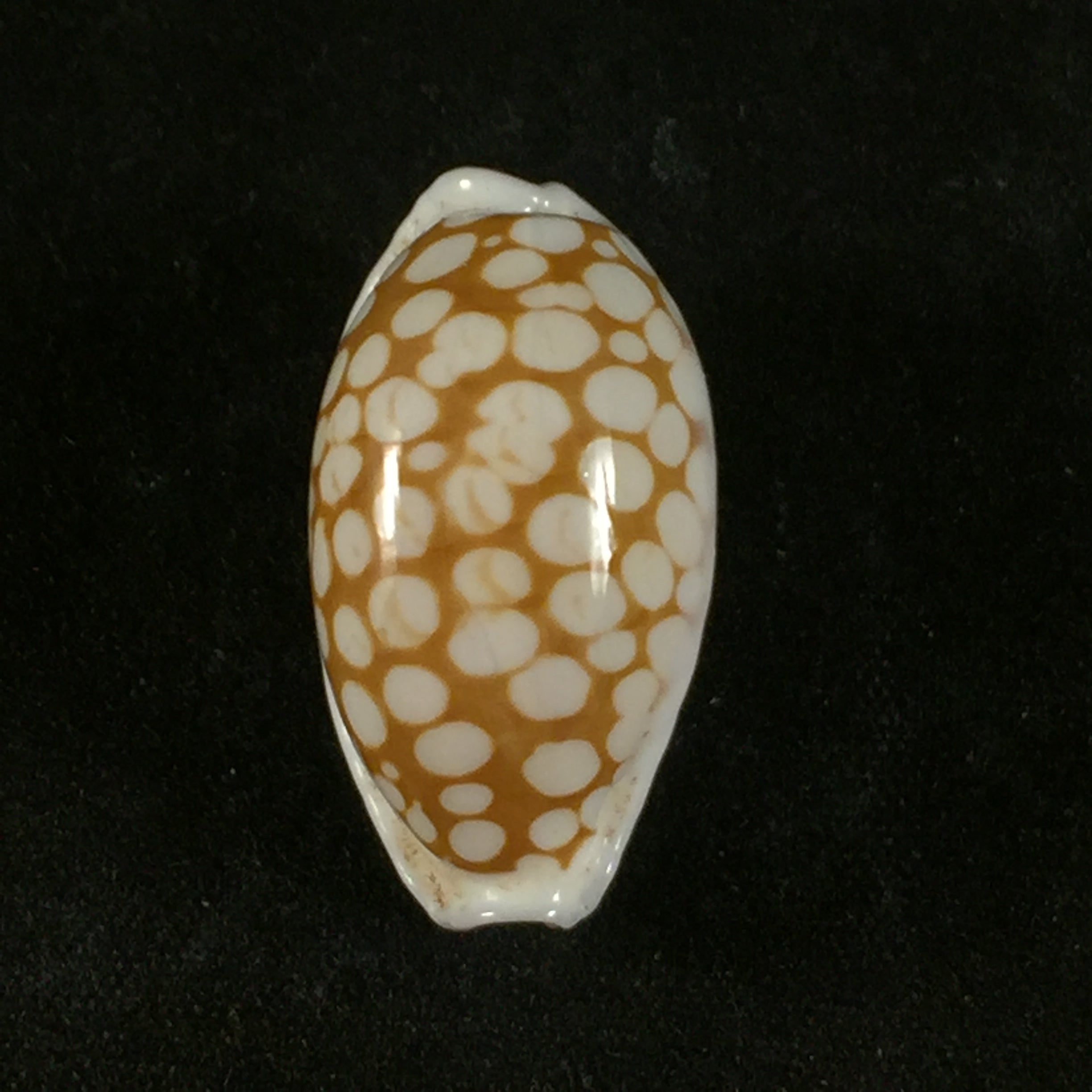 Cribrarula cribraria (林奈, 1758) - 23,9mm