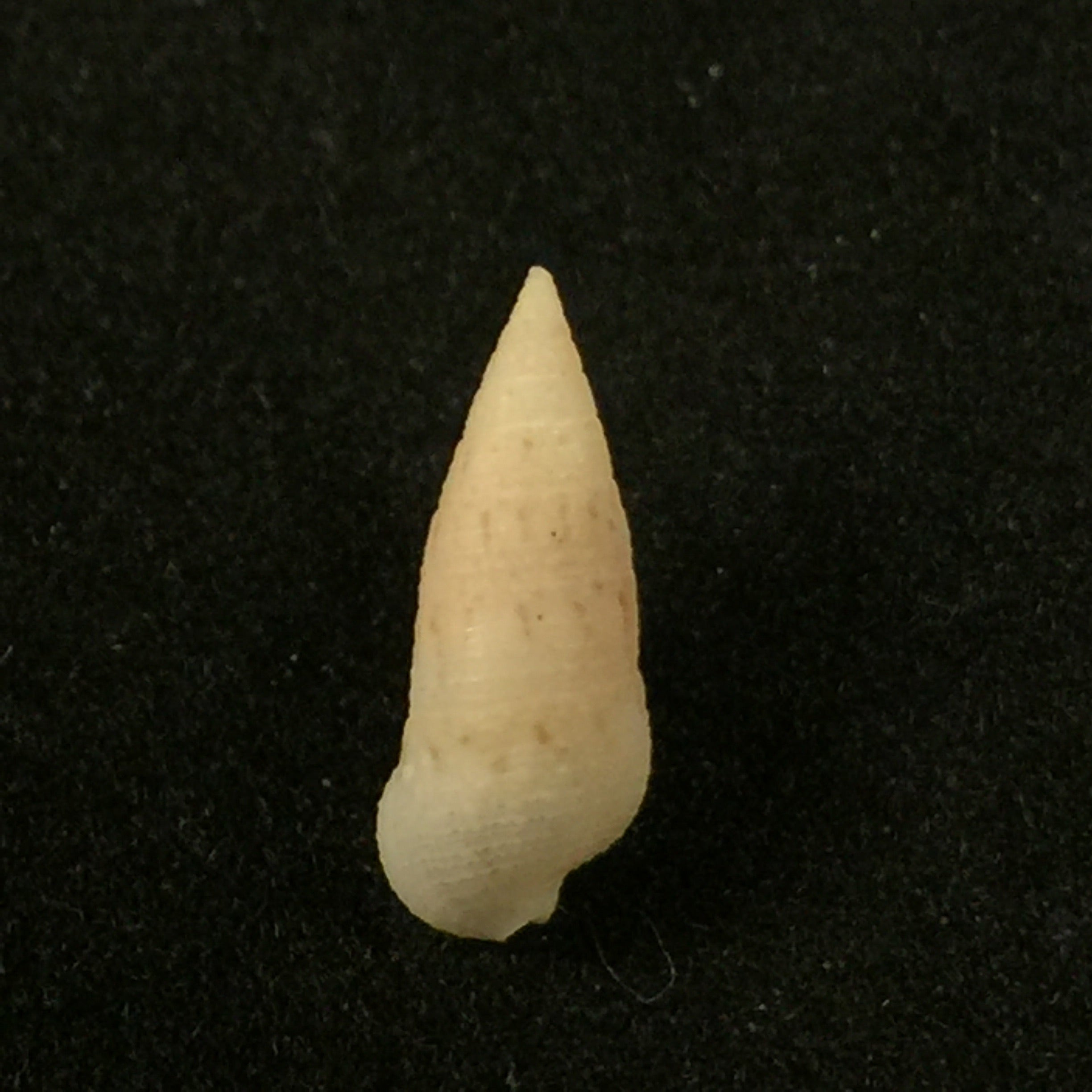 Cerithium nesioticum Pilsbry & Vanatta, 1906 - 12,4毫米