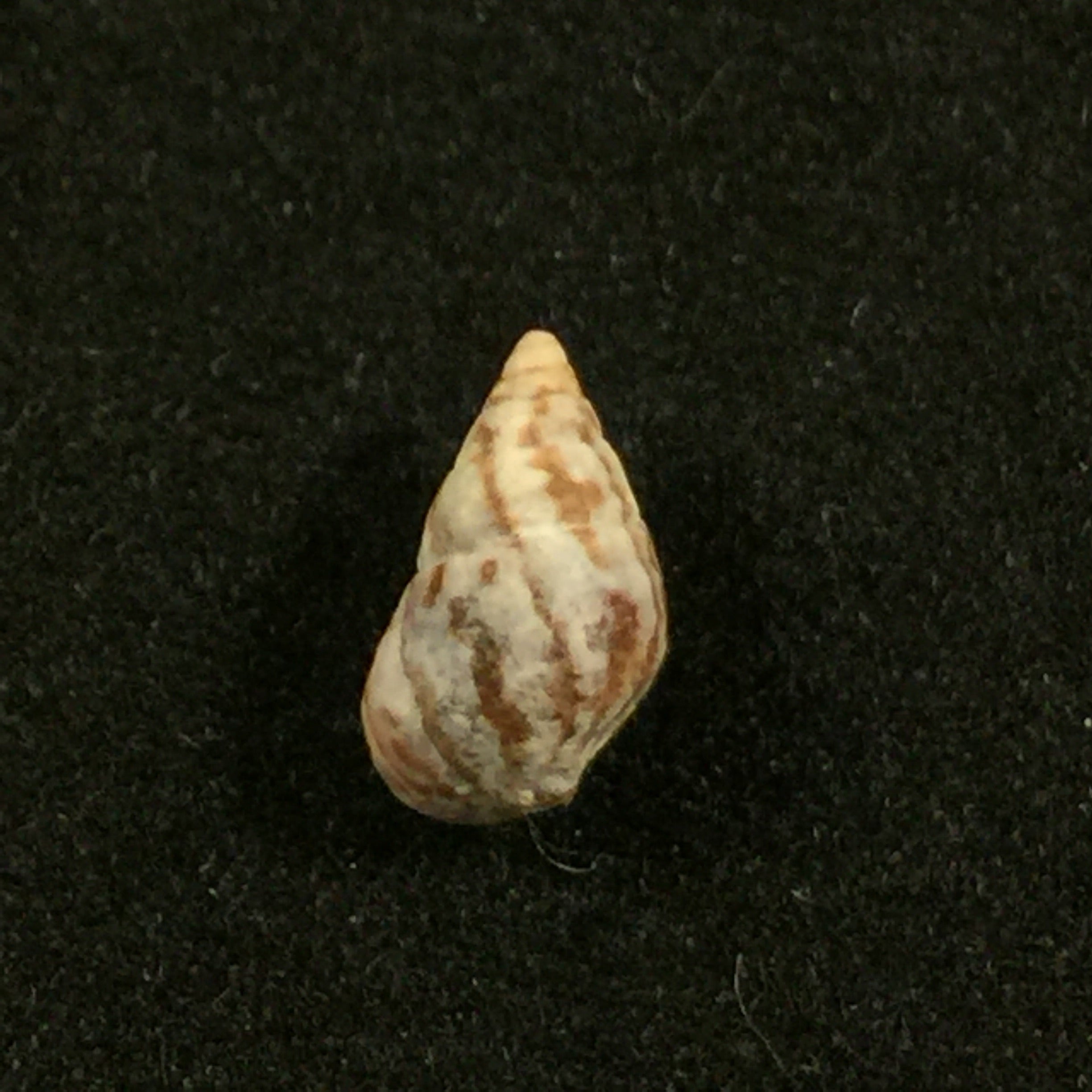 Cerithium biminiense Pilsbry & Mc Ginty, 1949 - 8,5毫米