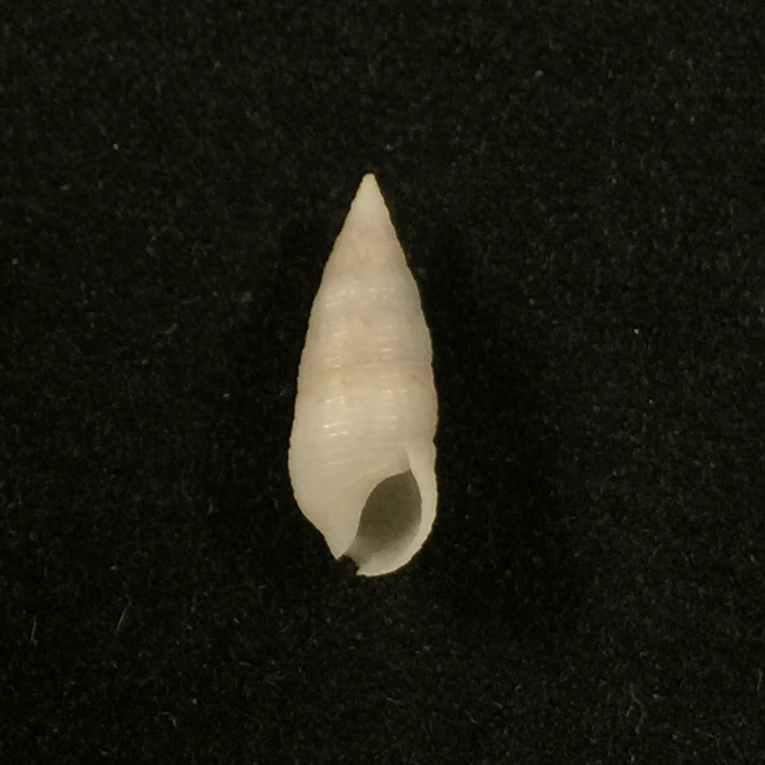 Cerithium nesioticum Pilsbry & Vanatta,1906 年 - 12 毫米