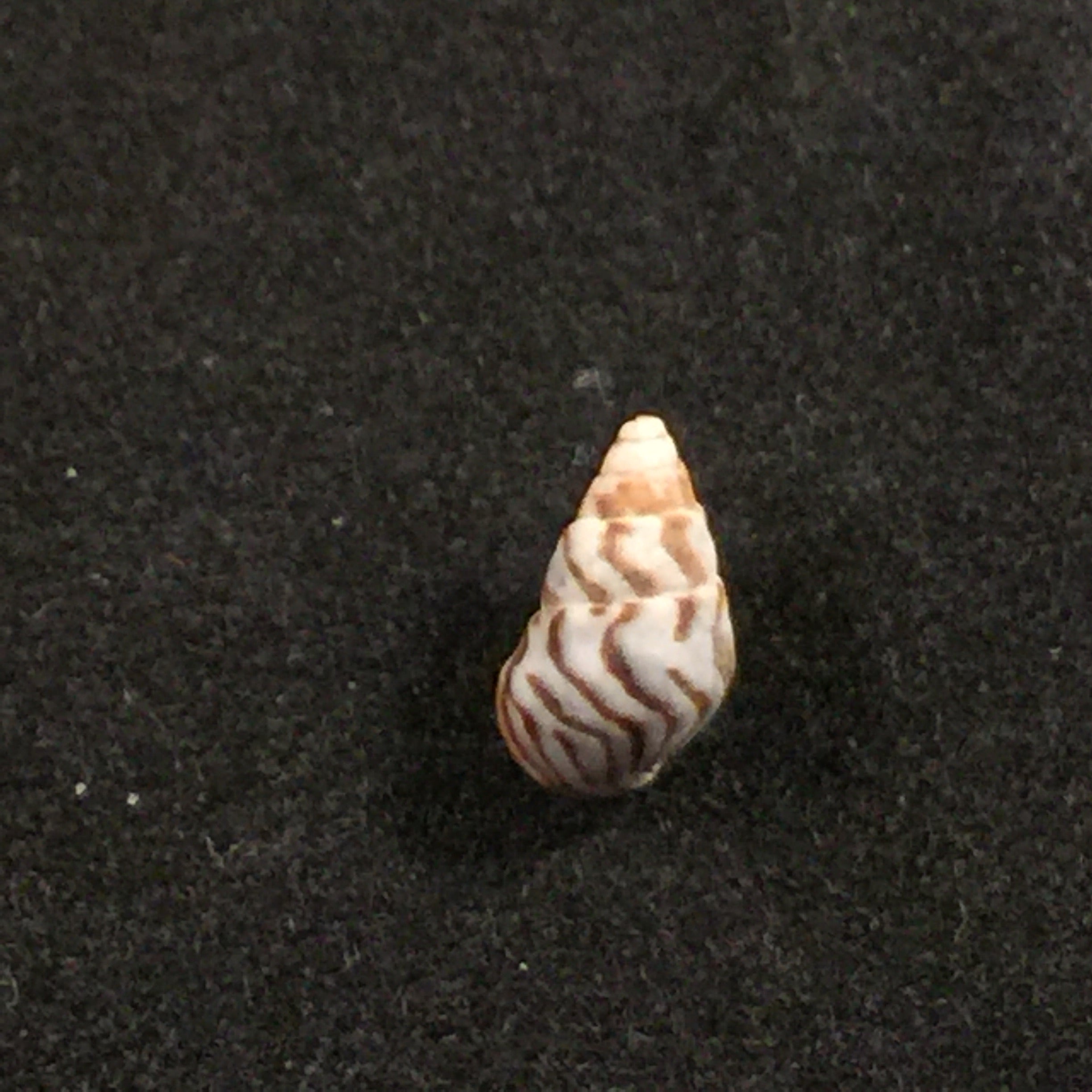 Cerithium biminiense Pilsbry & Mc Ginty, 1949 - 7,7毫米