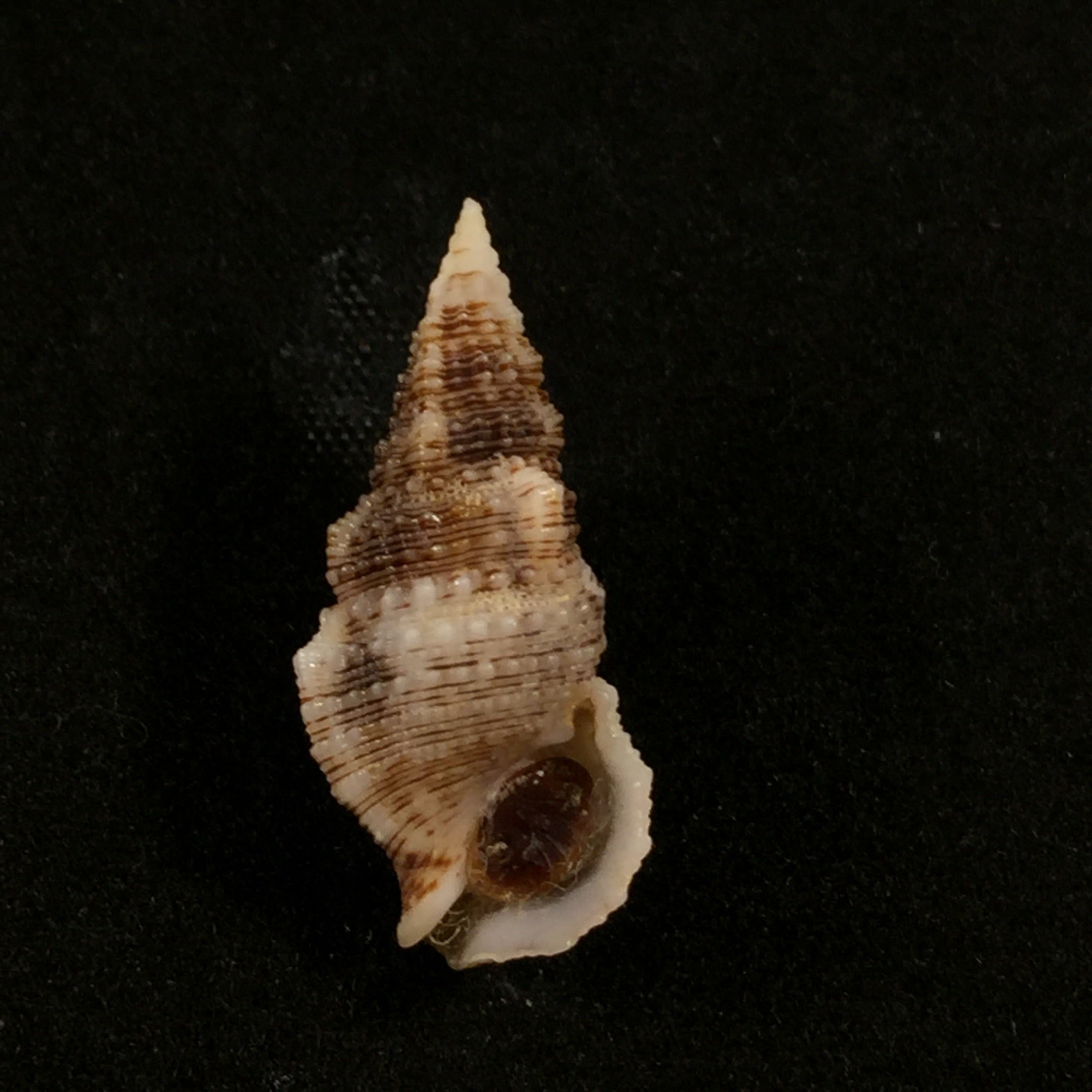 Cerithium atratum(出生于 1778 年) - 24,1mm